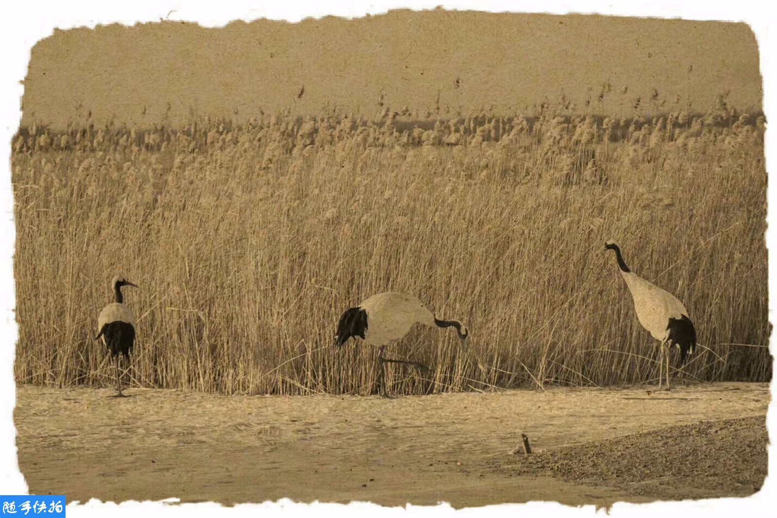 复古仙鹤图惊艳世人 你绝对瞧不出这是摄影作品