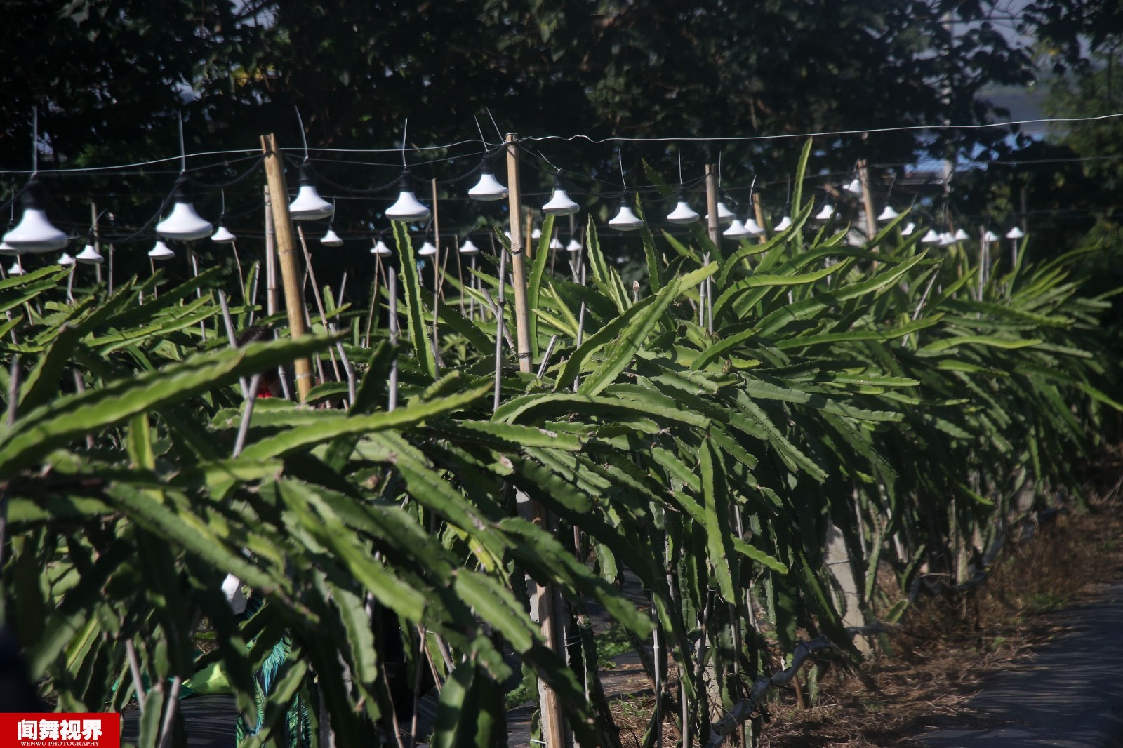 东北美女农二代海南种火龙果,1年结果8次,年销