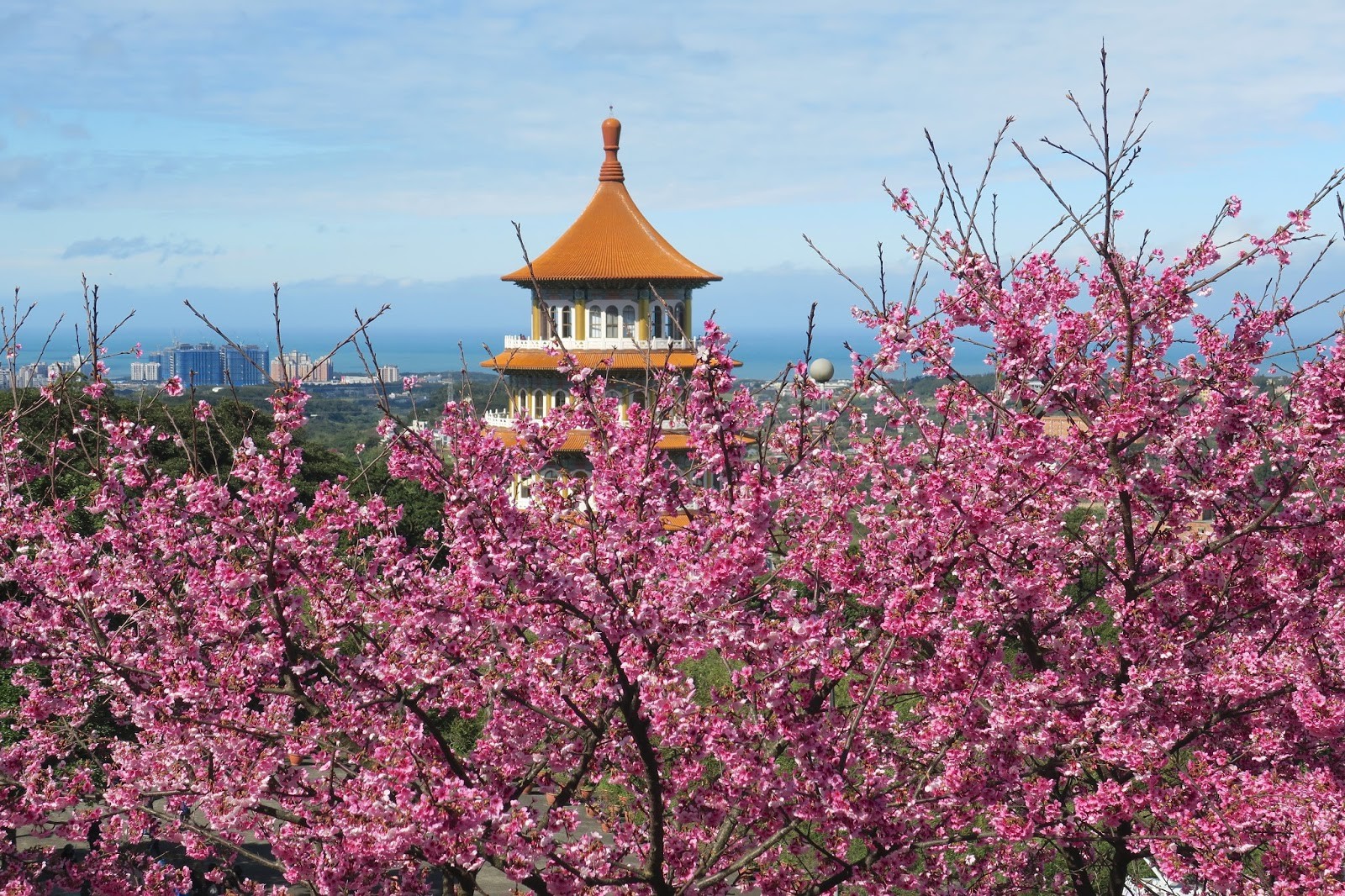 新北市淡水天元宫三色樱开满山坡, 一片粉红花海美呆