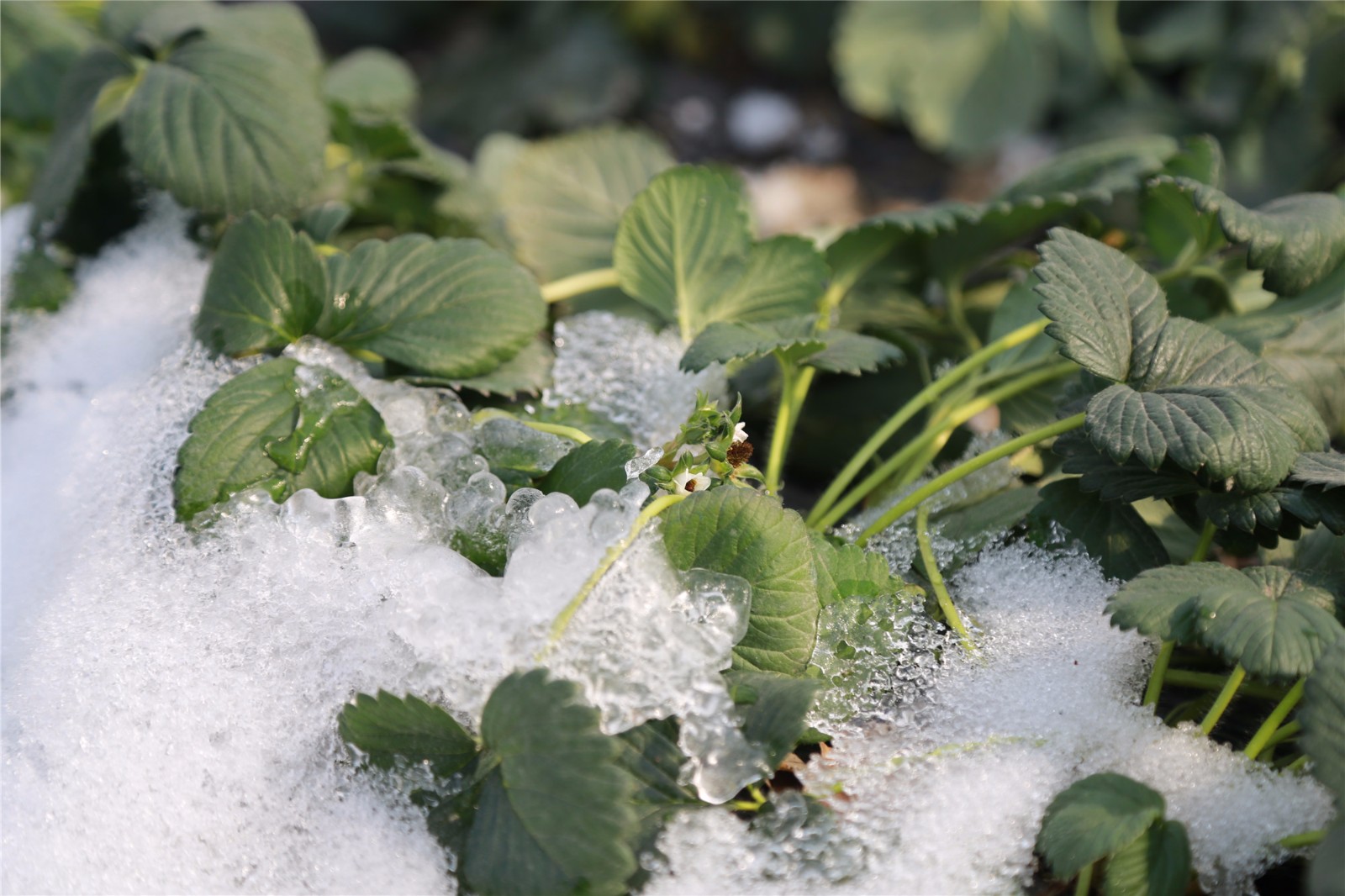 大棚坍塌草莓成冰块 果农路边迎寒风日销百斤|草莓|大棚|寒风_新浪
