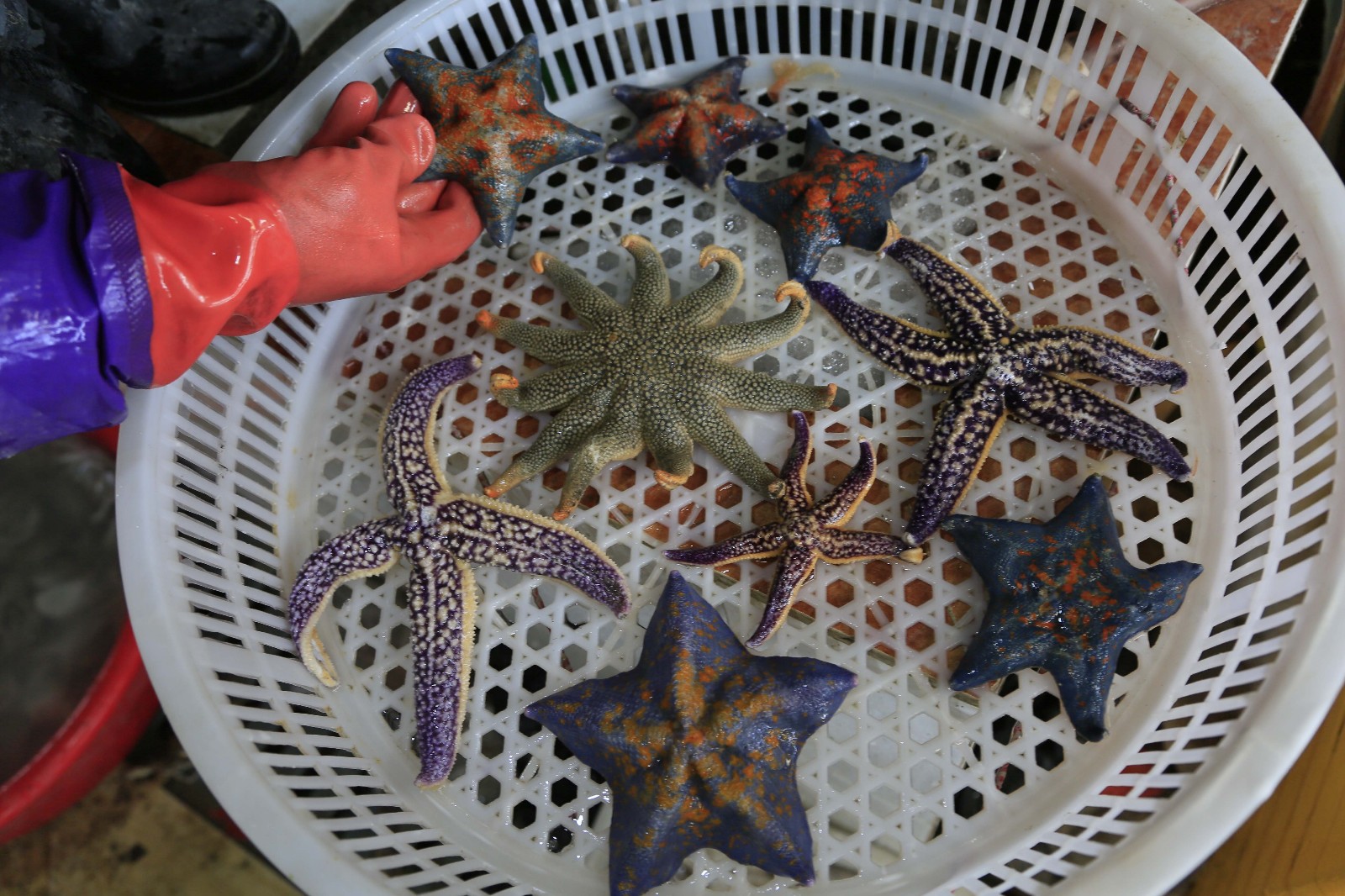 普通五角或三角的海星,一般售价在十