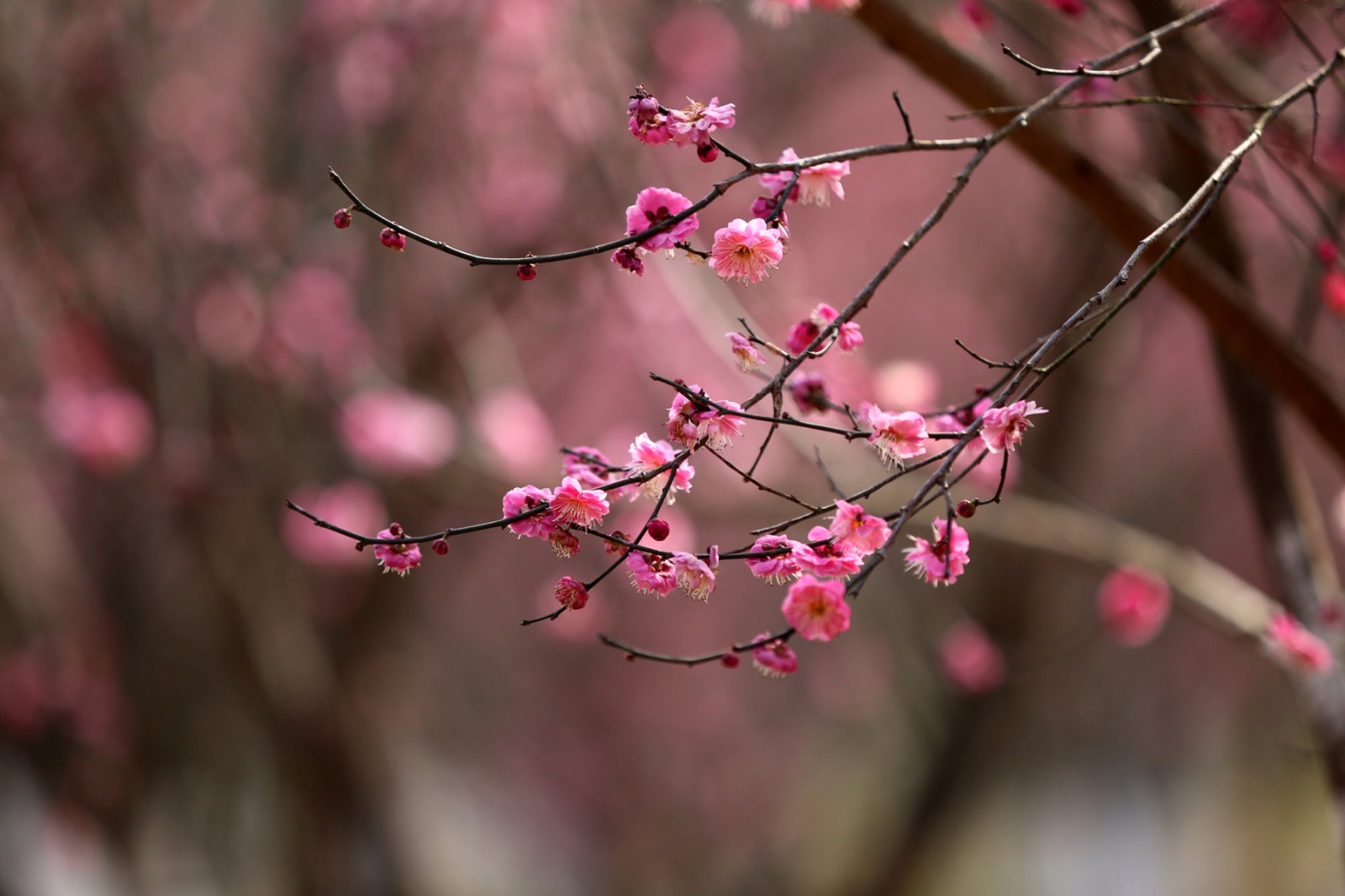 立春啦!万州太白岩红梅争相绽放,景色太美千万别错过!