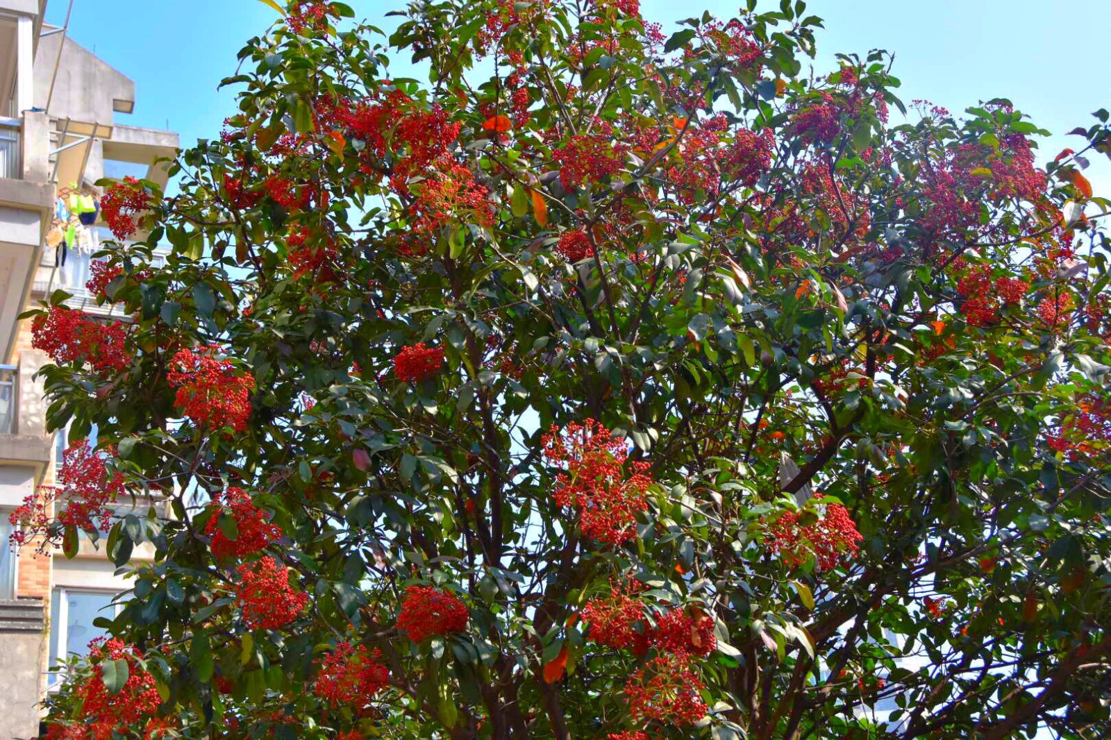 球花石楠 新浪网