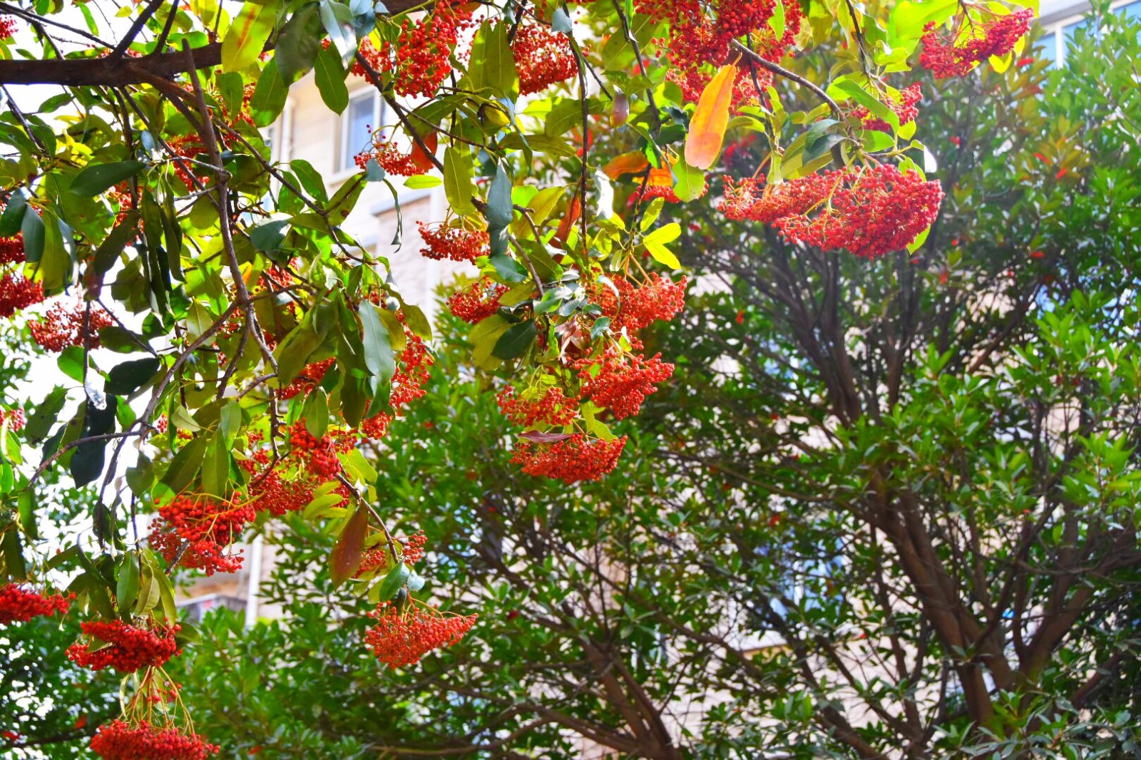 球花石楠 新浪网