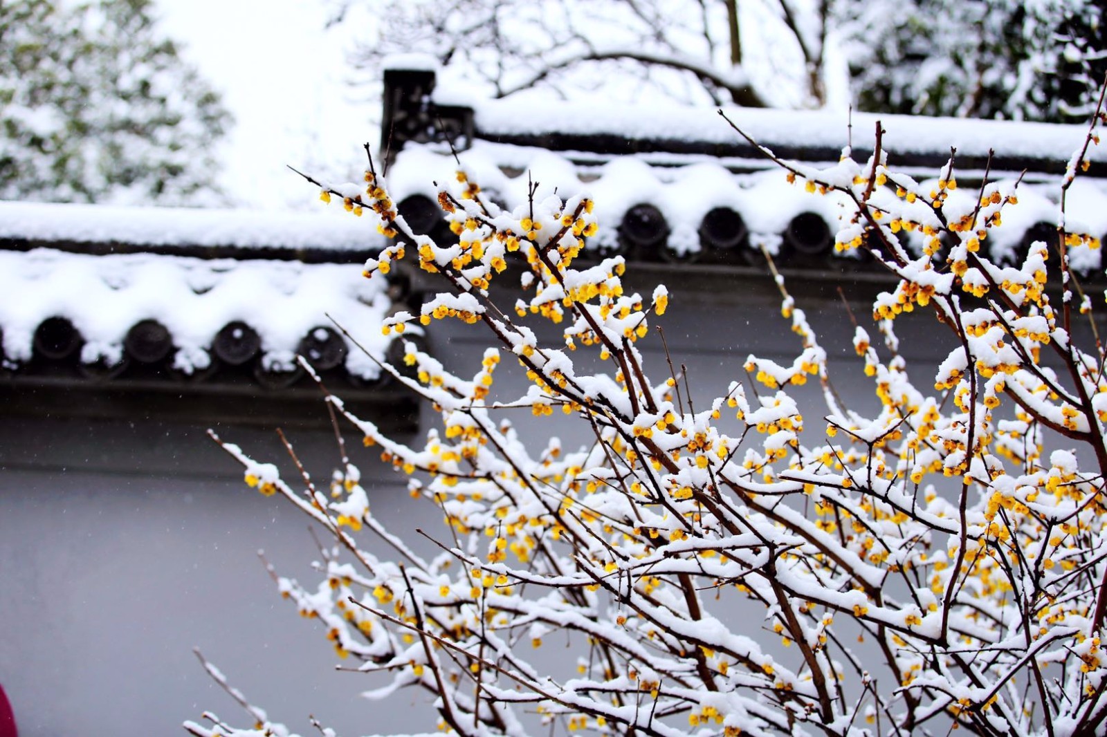 27张图带你看完梅园傲雪寒梅