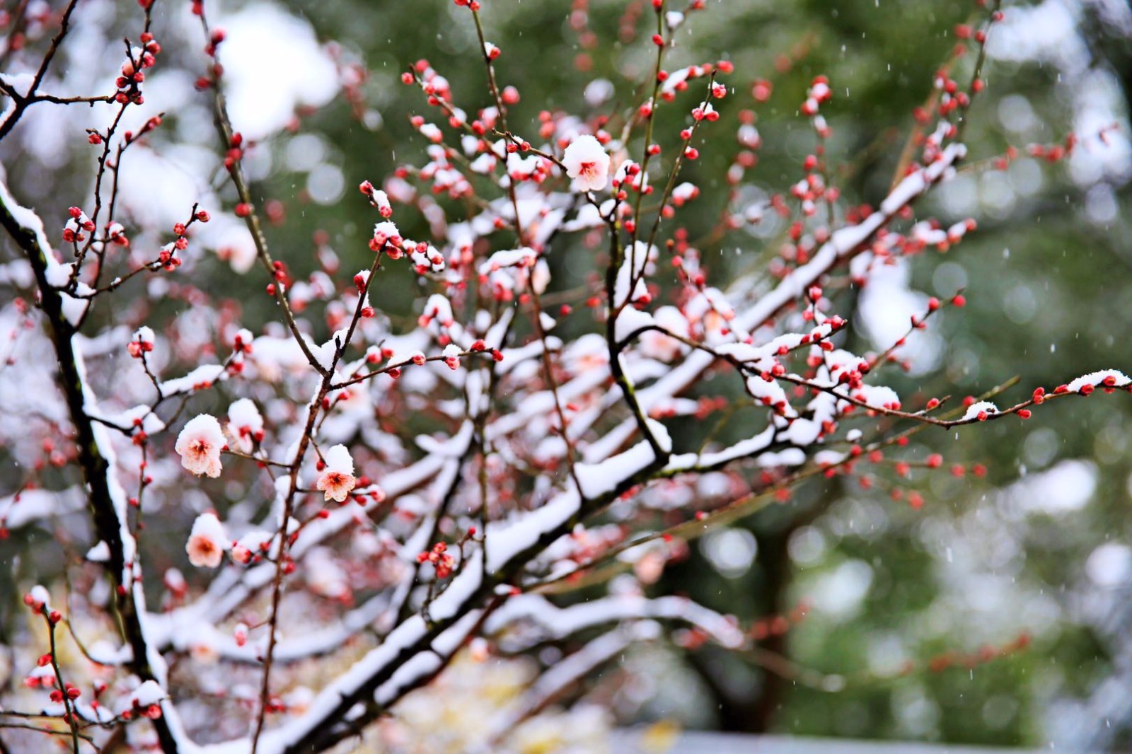27张图带你看完梅园傲雪寒梅