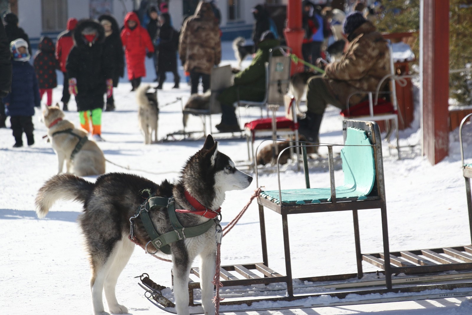 【携程攻略】佩尔科森涅米雪橇狗公园景点,雪橇狗拉车项目基本上冬天过来芬兰玩都会推荐这个项目，因为是季节性…