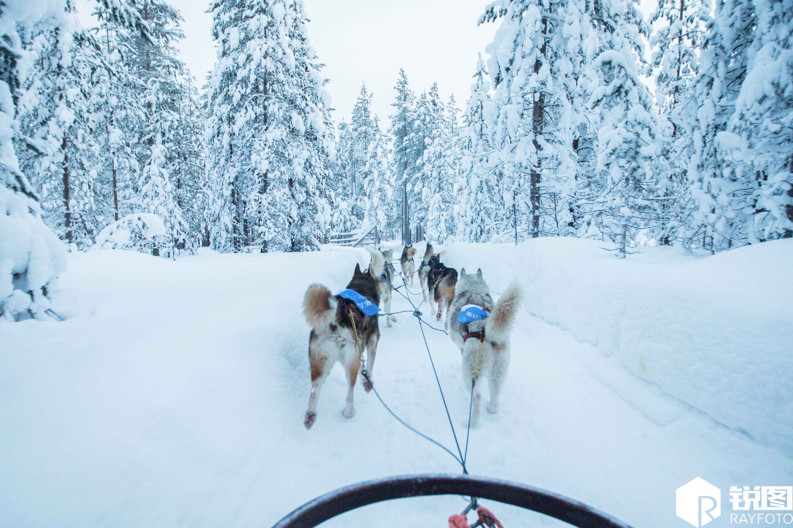 终于看见二哈干一回正事:芬兰哈士奇挂支付宝广告拉雪橇