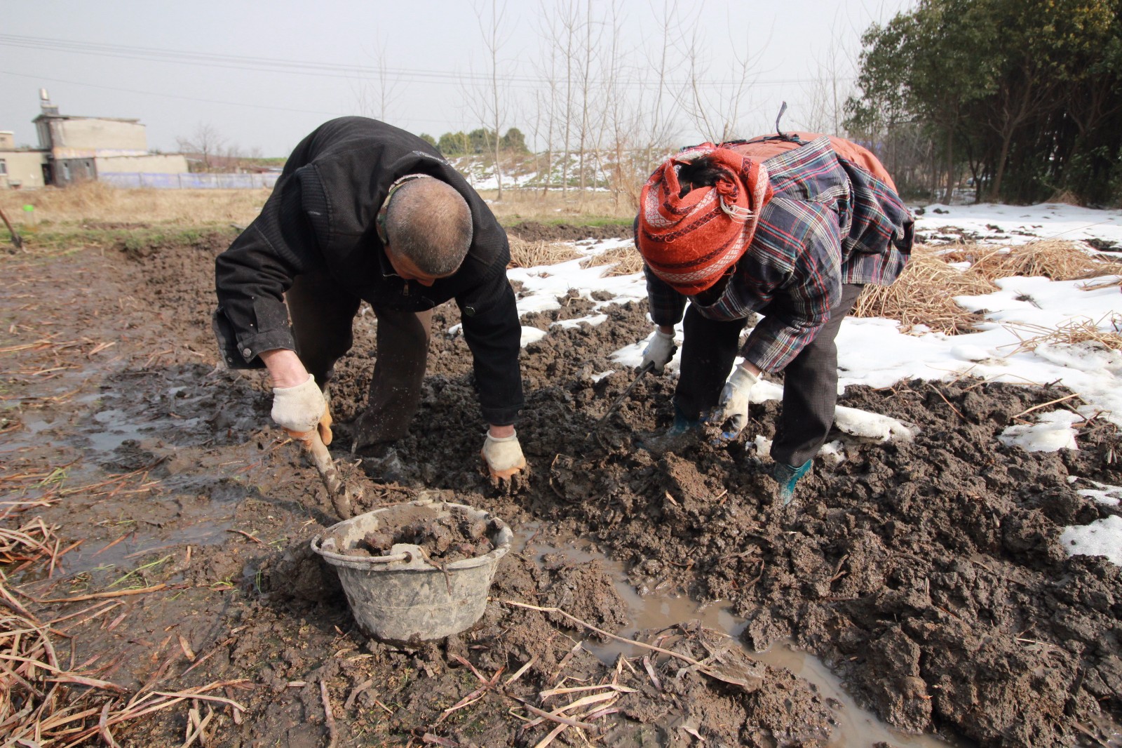 农民夫妻雪地挖土疙瘩 一斤卖4元权当补贴家用