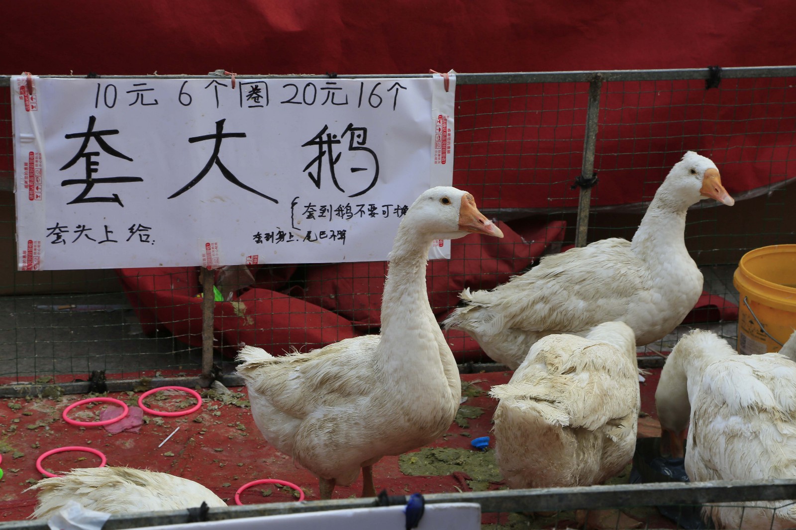 大年初一庙会套大鹅10元6个圈20元16个套到鹅不要可以换大枪