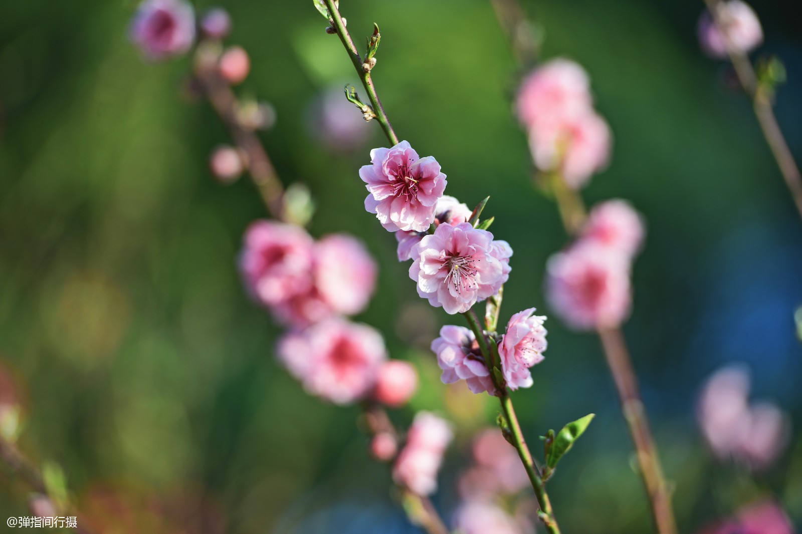 春节刚到,广东这处桃花开得真美,不信你看我刚拍的图片