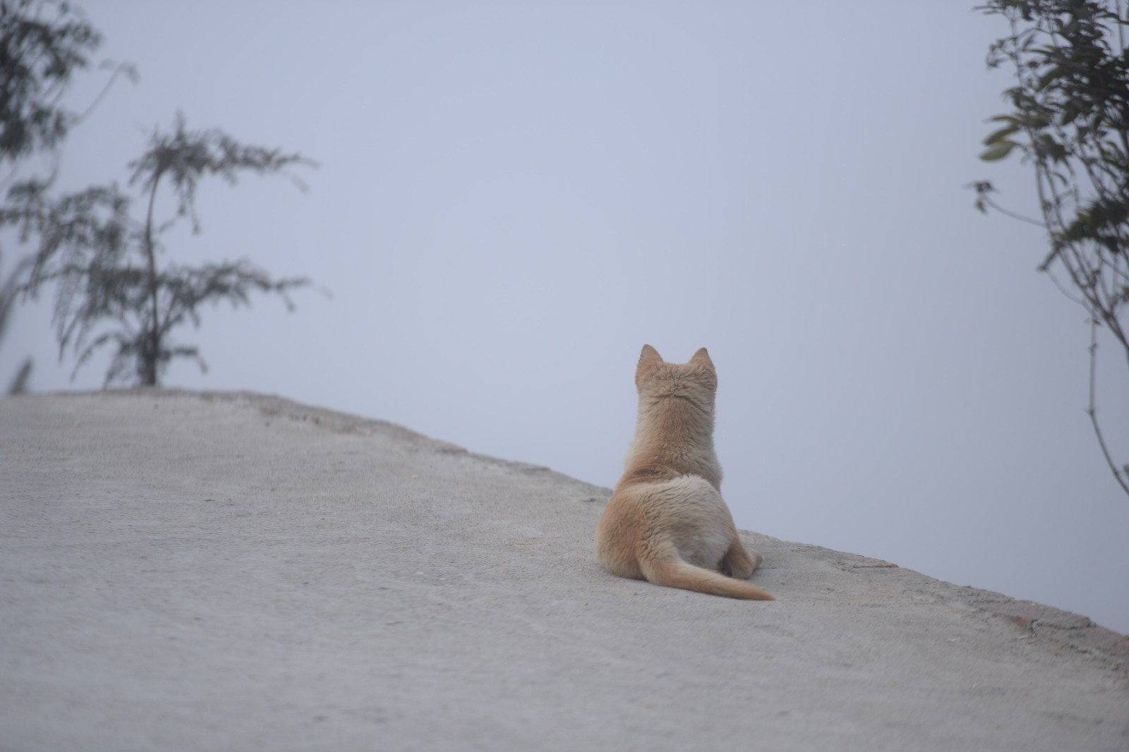 感人!实拍农村土狗忠诚守候门口 等待主人回家