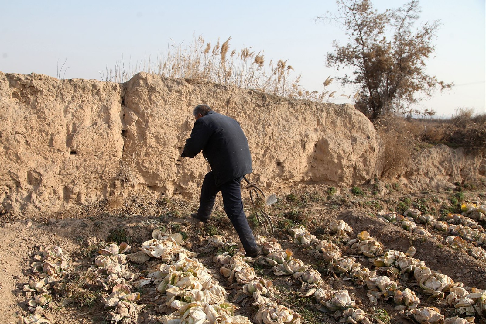 65岁农民大爷用这个田间锄草神器,效率是锄头的3倍