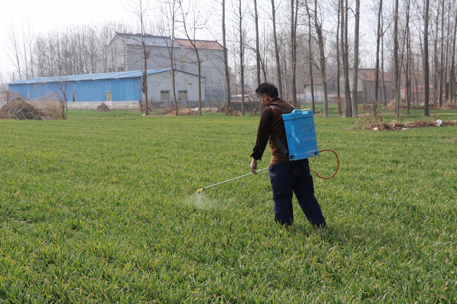 致敬农民60岁大叔背40斤药桶为小麦打除草剂连续劳作5小时