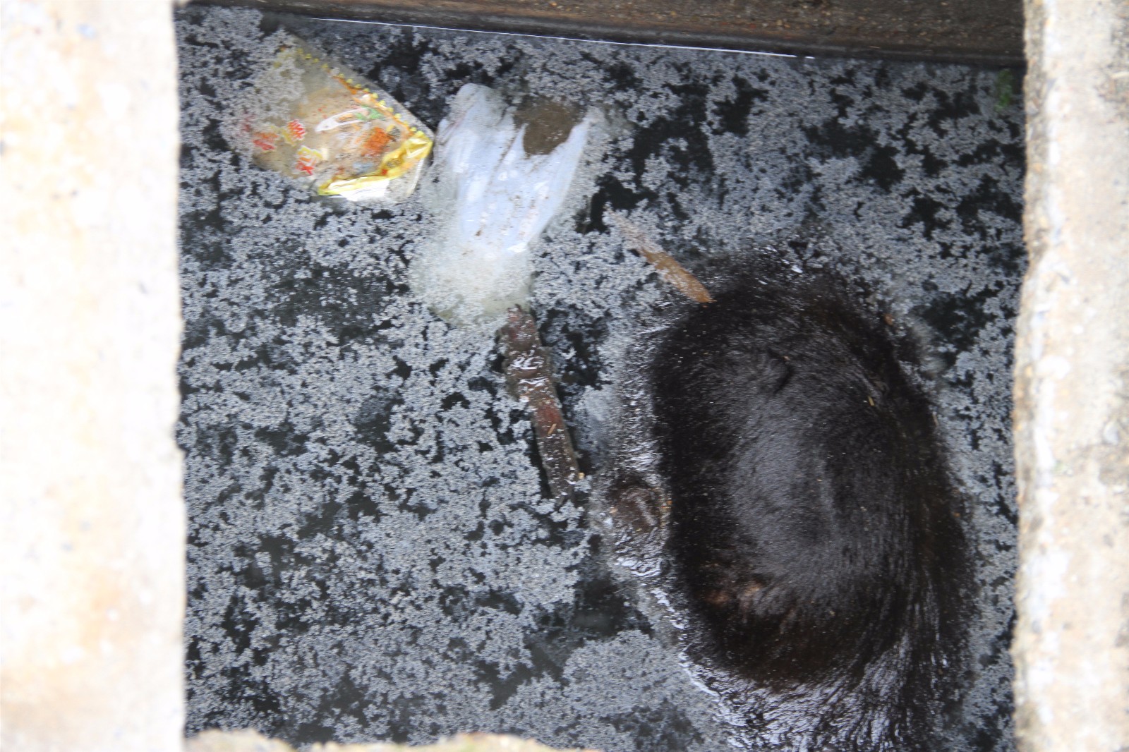 男子粪坑内发现人头吓坏,报警后结果令人意外