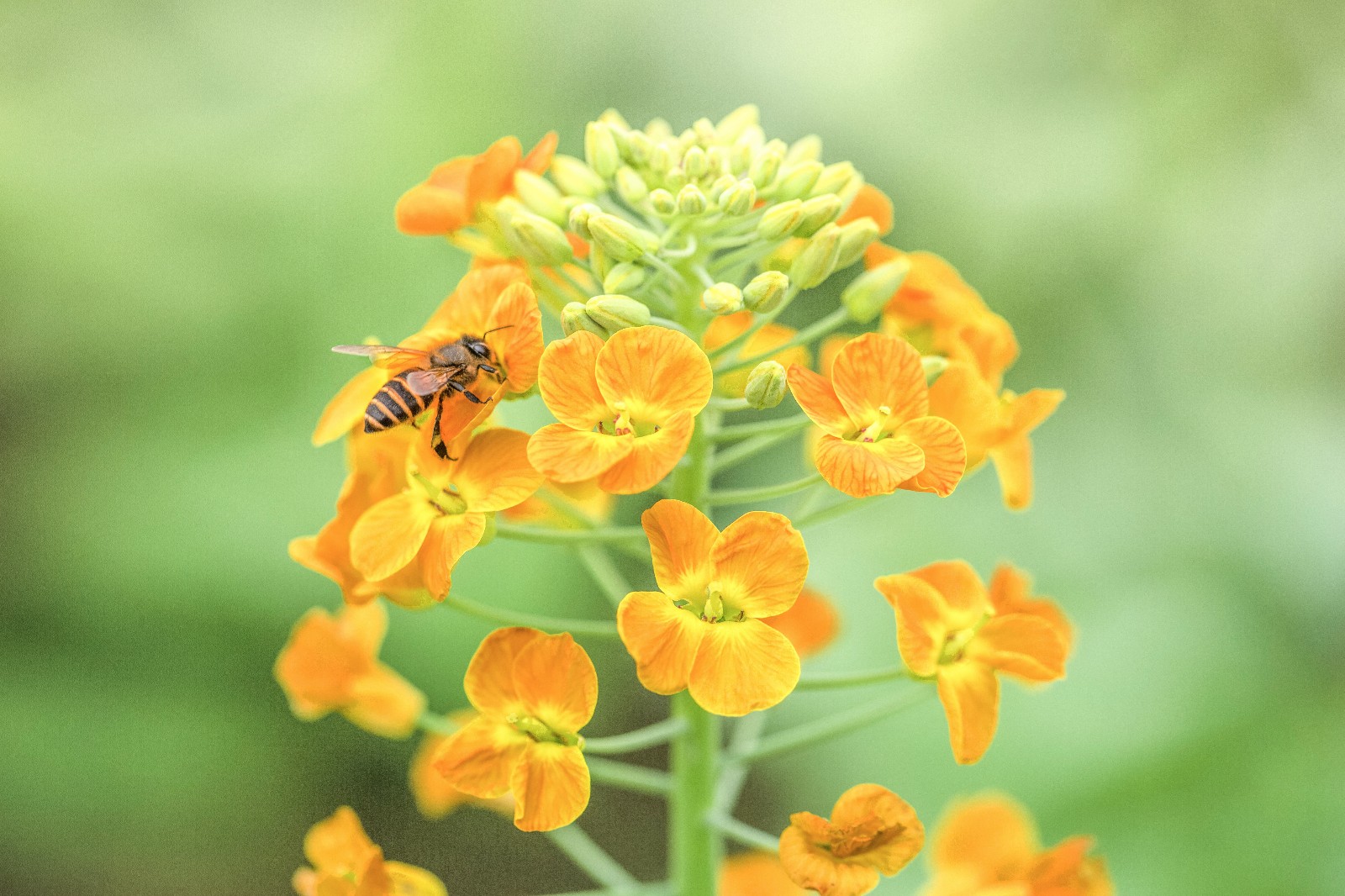 斗艳的艳丽桃花,五颜六色的娇俏金鱼草,还有妖艳动人的虞美人,风信子