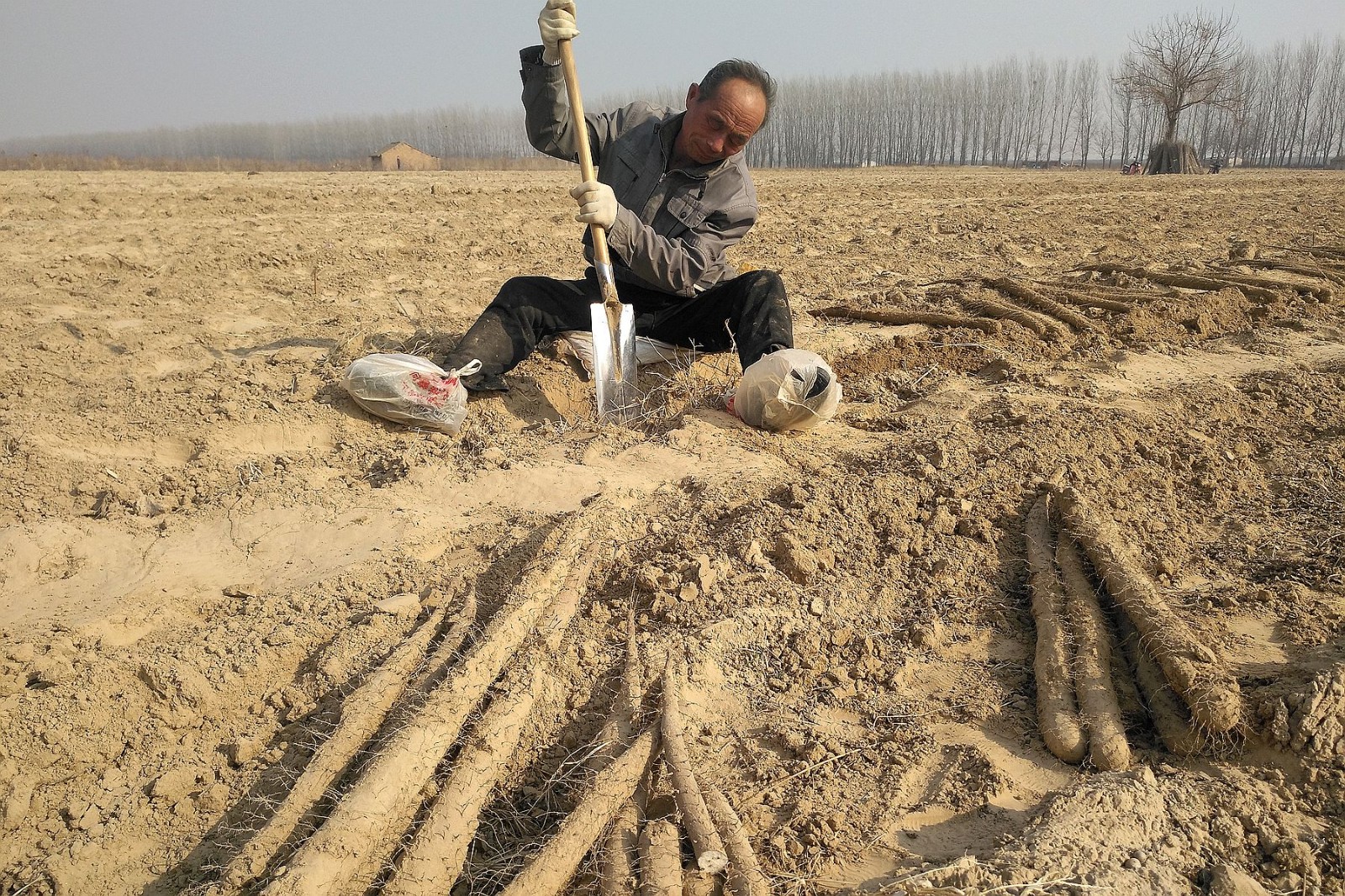 正月里农民忙着挖山药1天能赚200元|白玉|山药|铁棍_新浪新闻