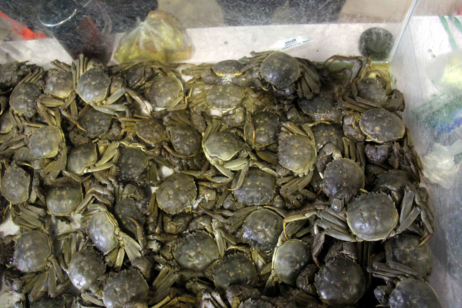 这野生的甲鱼一只卖200元,螃蟹一只20元,肯定不是野生的?