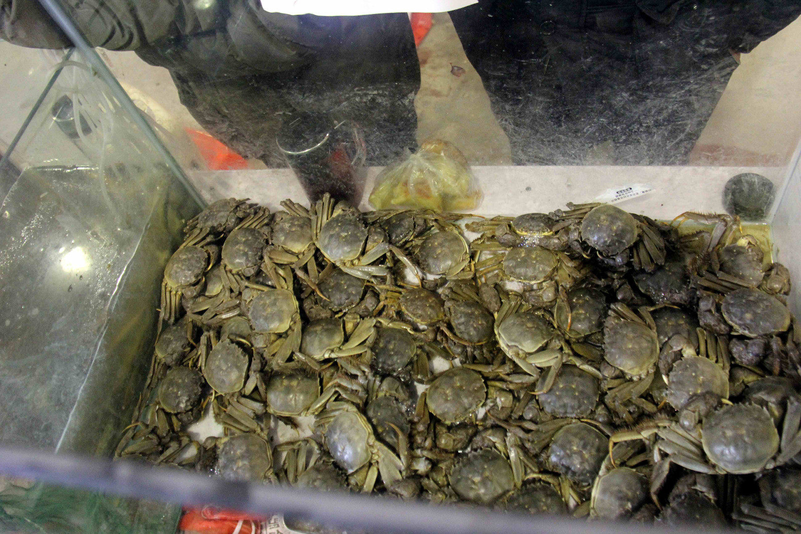 这野生的甲鱼一只卖200元,螃蟹一只20元,肯定不是野生的?