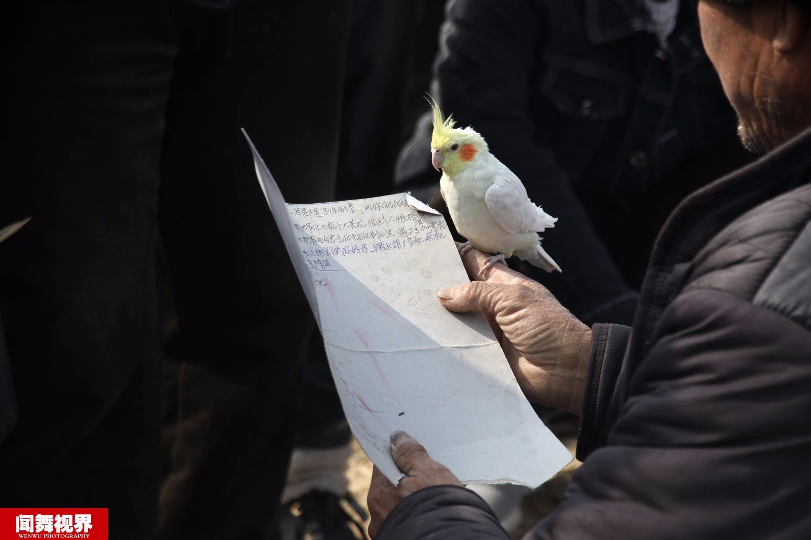 11张图揭秘灵鸟算卦骗术,玄机在手上卡片和地上方格