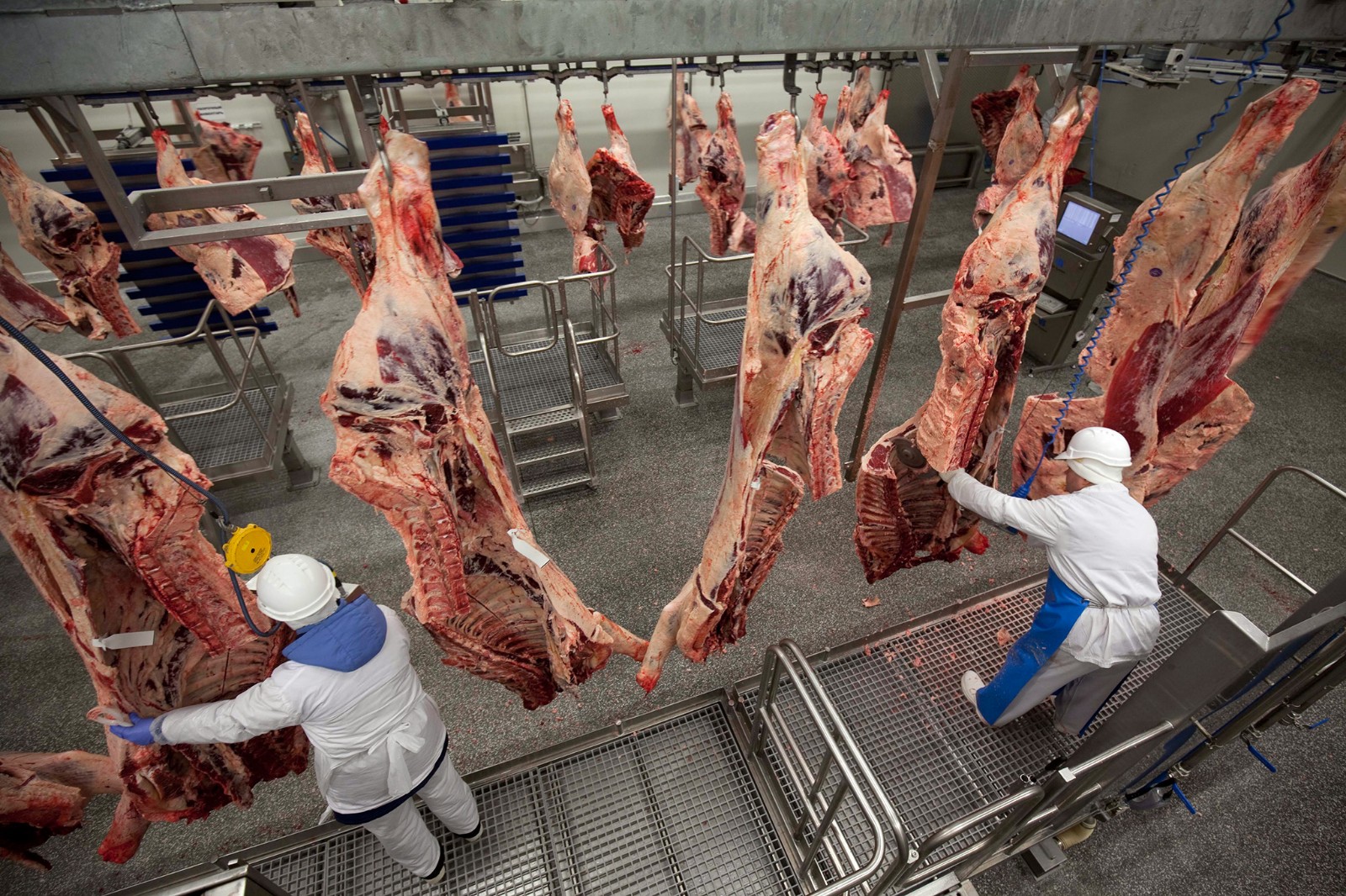 屠宰场工人,在美国,每年屠宰近90亿只动物,其中包括牛,野牛,羊,猪和