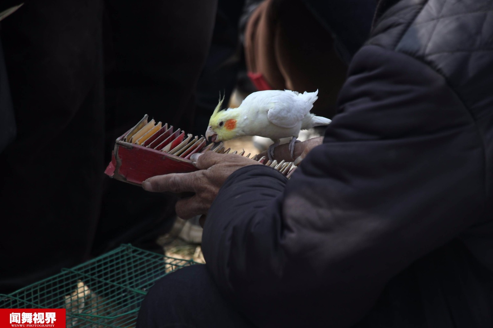 11张图揭秘灵鸟算卦骗术,玄机在手上卡片和地上方格