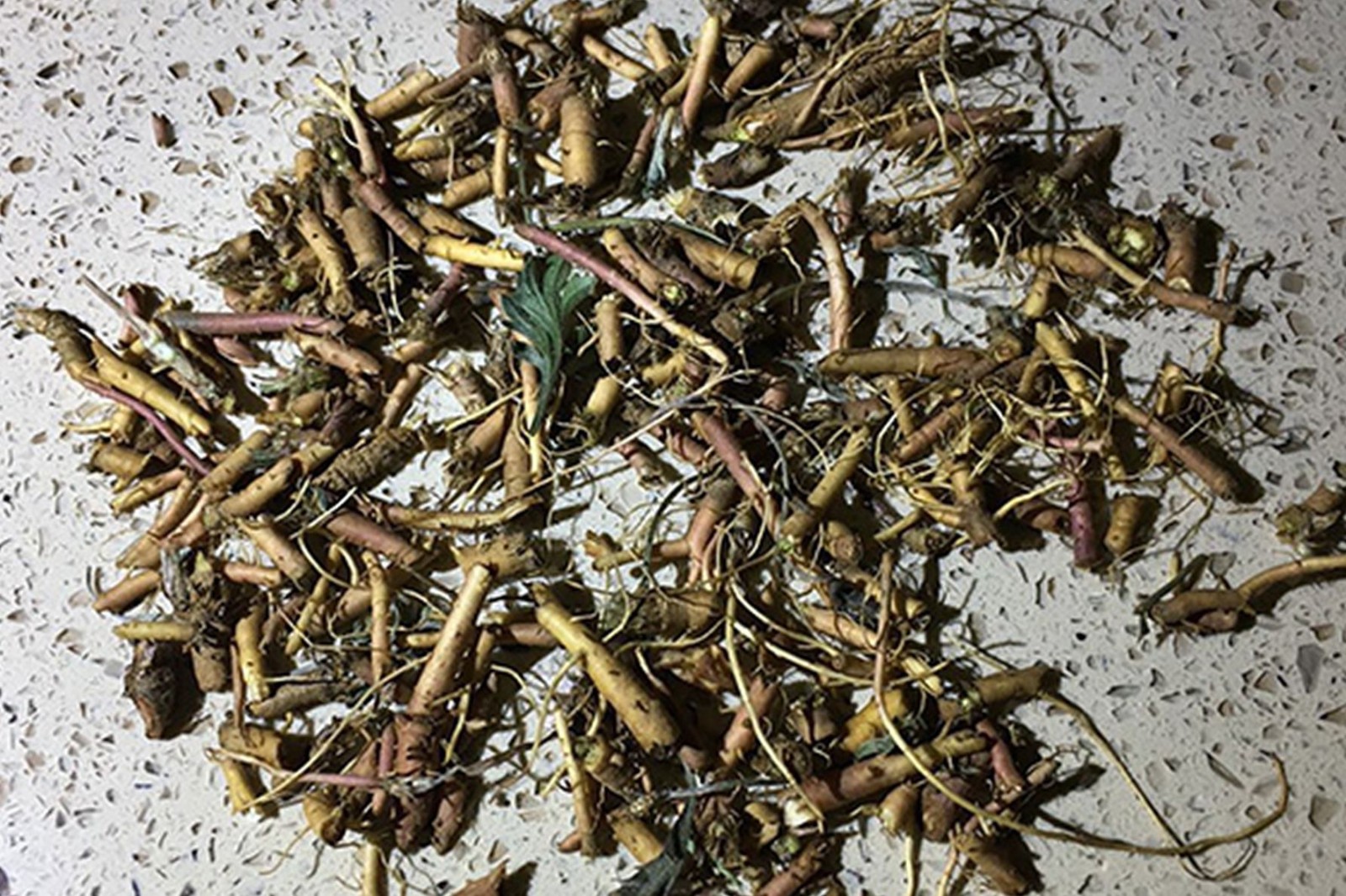 春天农村田野上有种草一露头就被挖掉都说它能治肝病