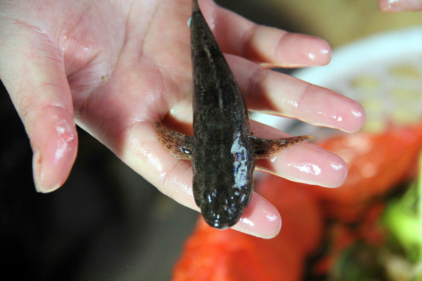 这长不大的小鱼很好吃却有个不好听的名字