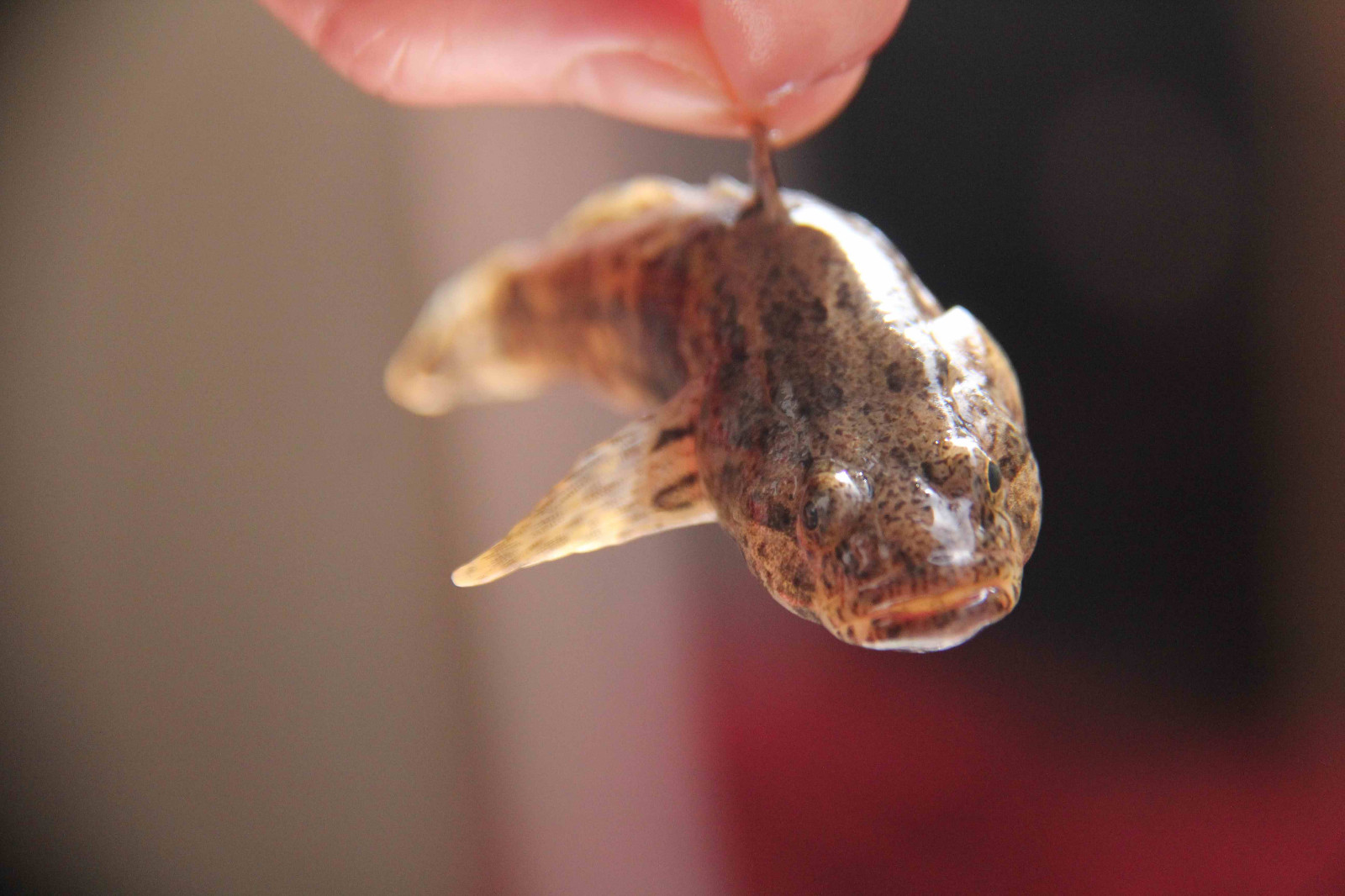 这长不大的小鱼很好吃却有个不好听的名字