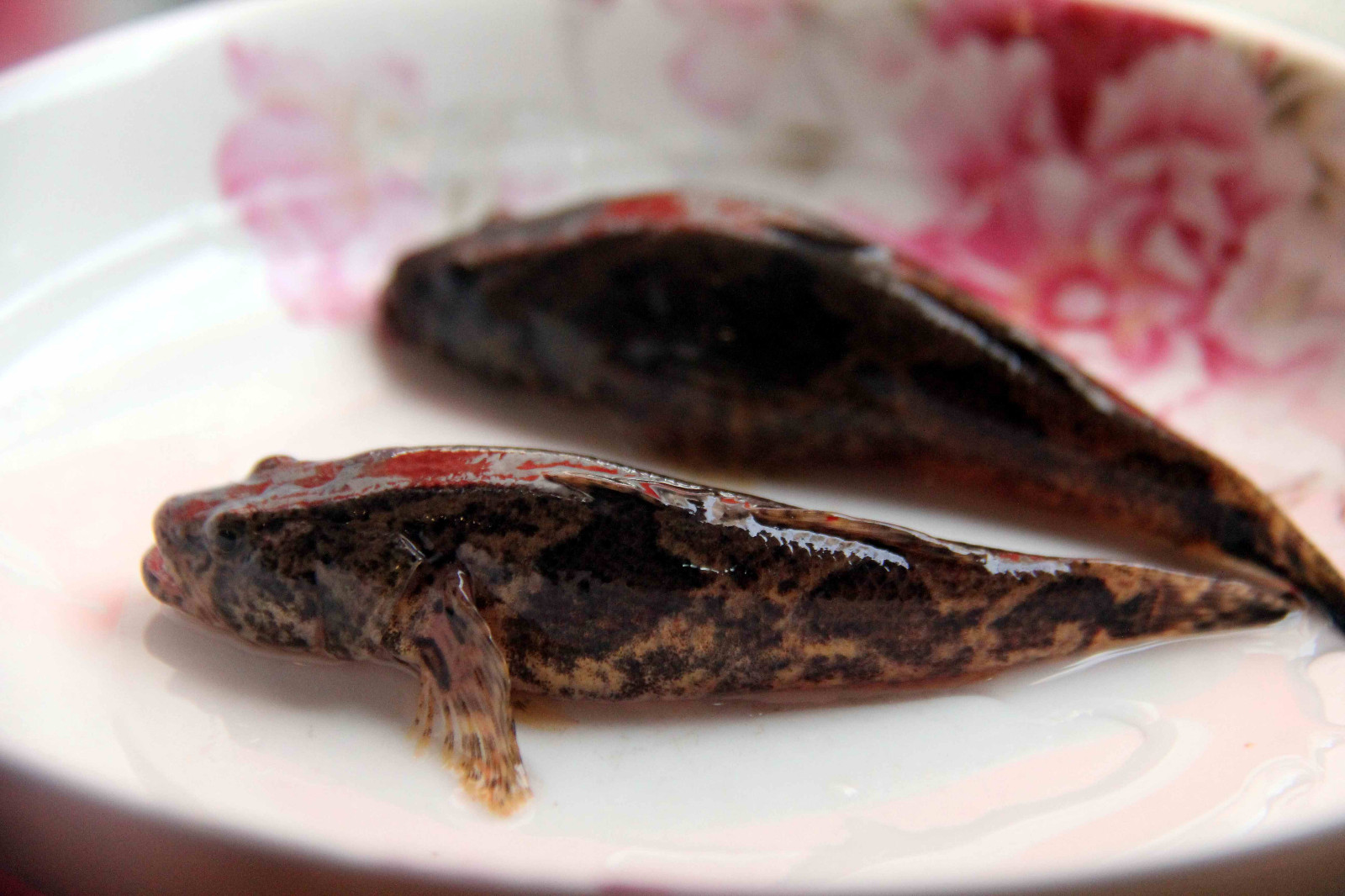 这长不大的小鱼很好吃却有个不好听的名字