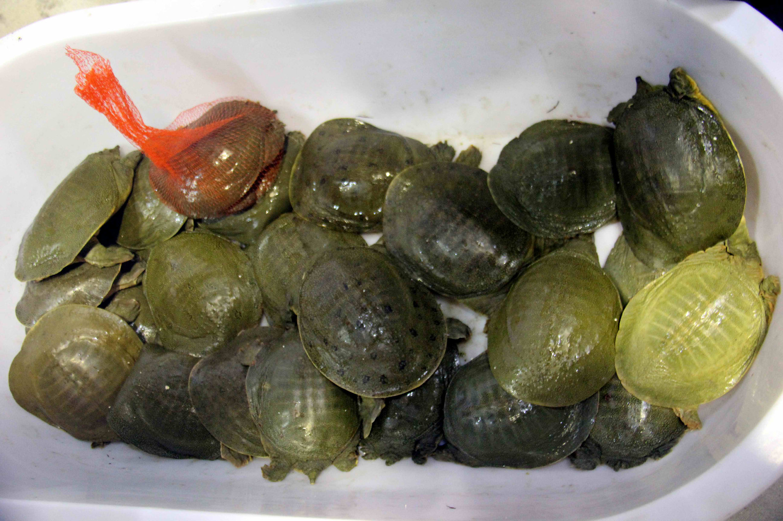 安徽芜湖这农村大哥家的中华鳖一斤30元钱,引来不少市民抢购