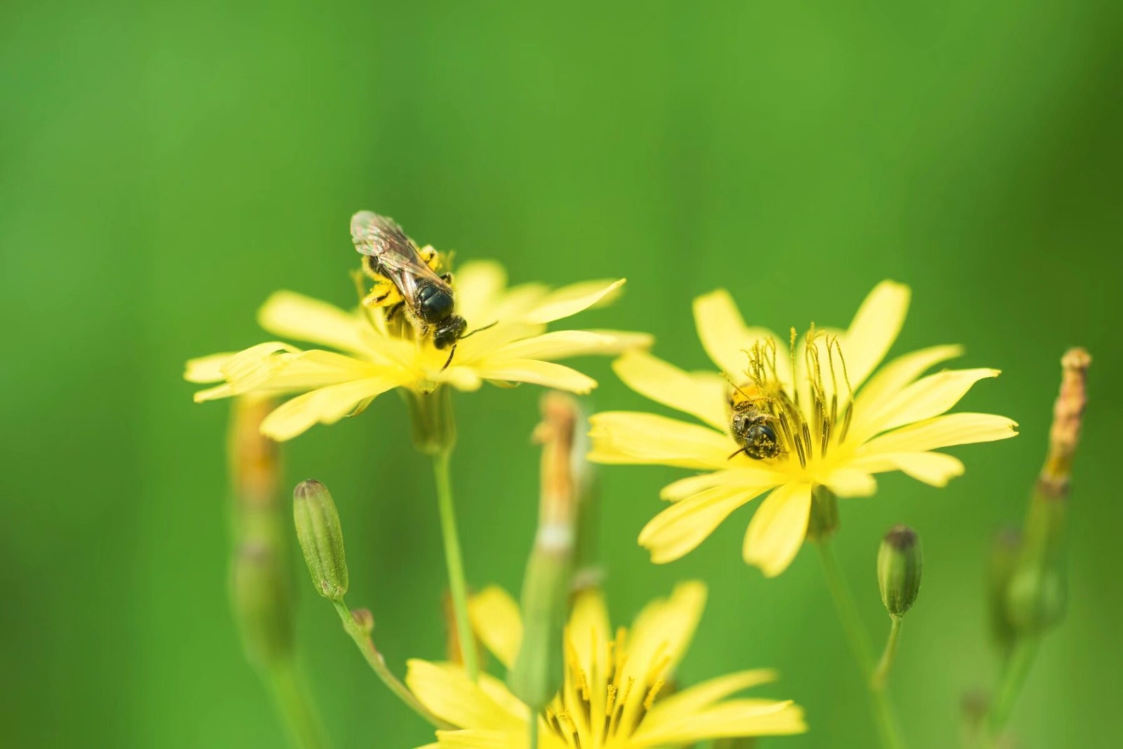 植物百科(二十)中华小苦荬