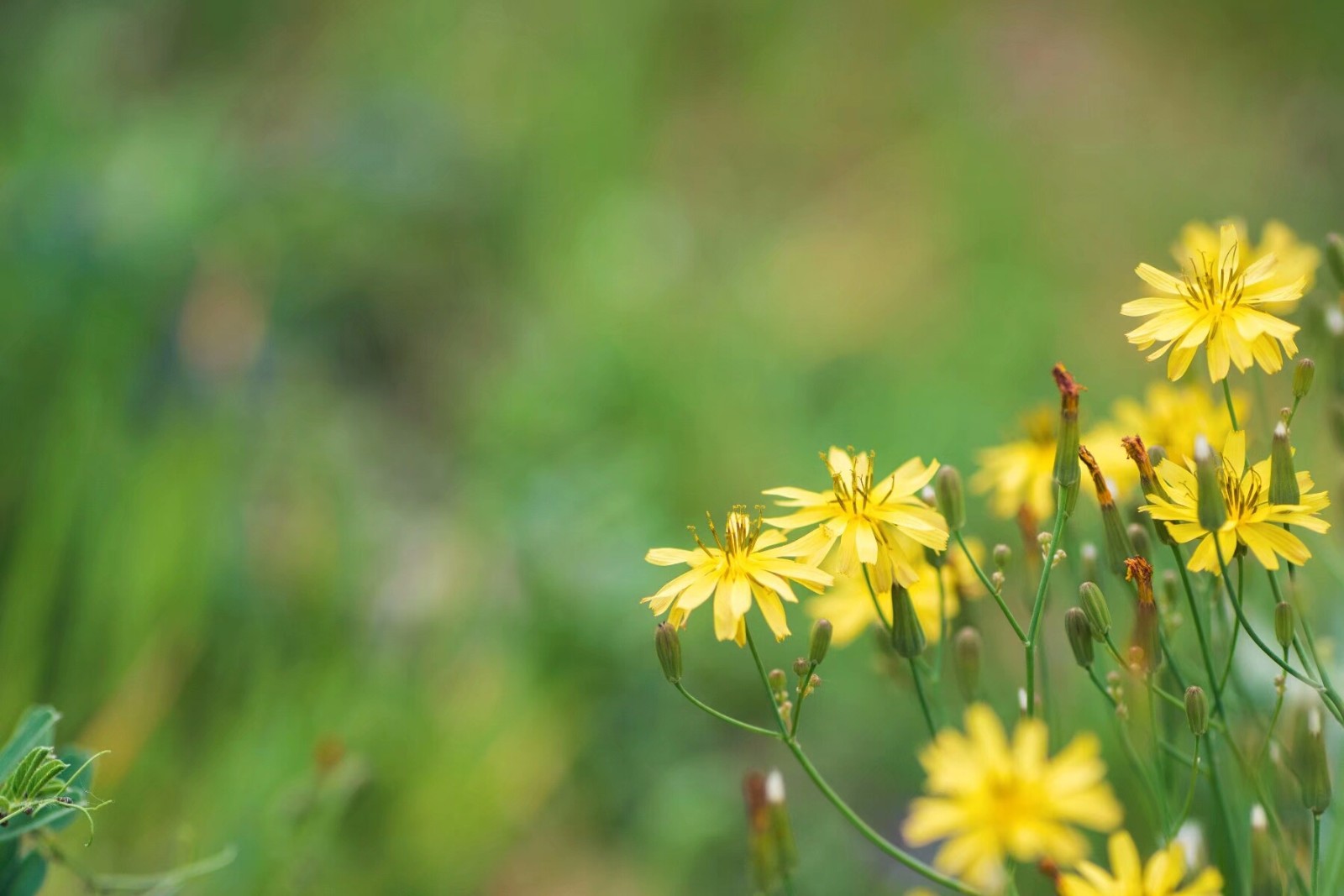 植物百科(二十)中华小苦荬