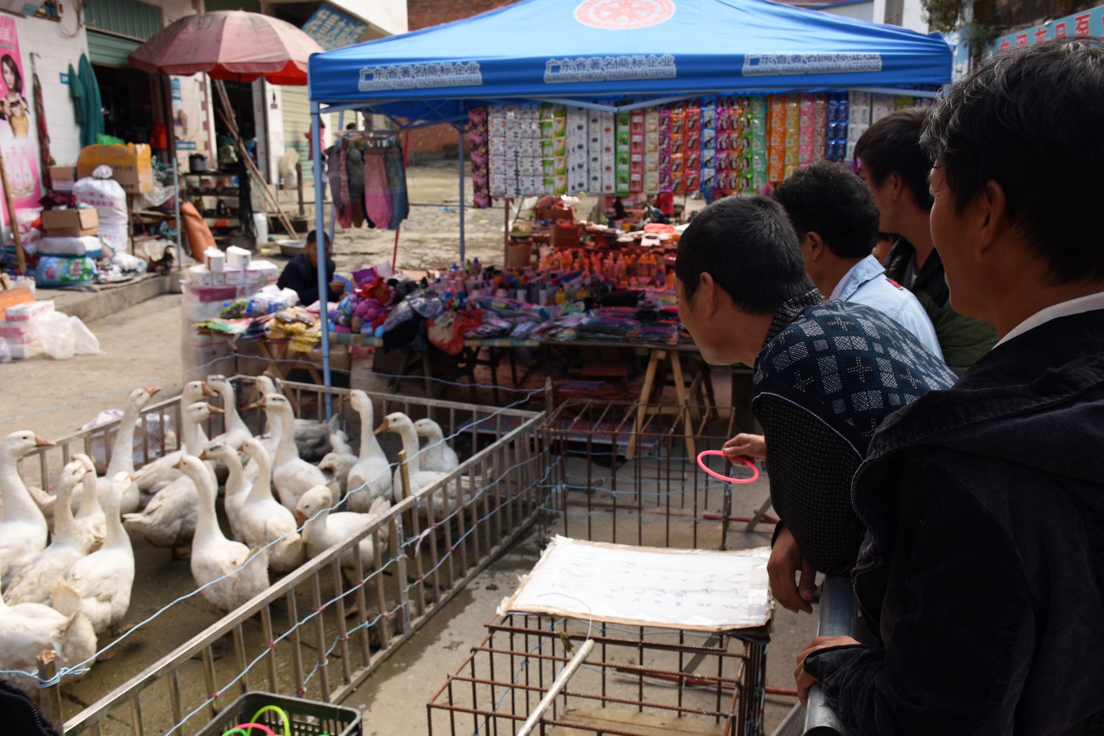 农村集市套鹅游戏火爆 10元6个圈套中抱走