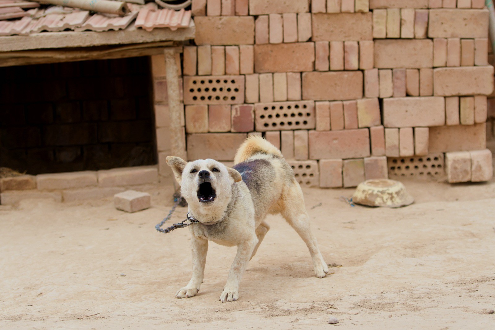 狗年,这些农村的狗狗哪只曾经和你家的那条相近?