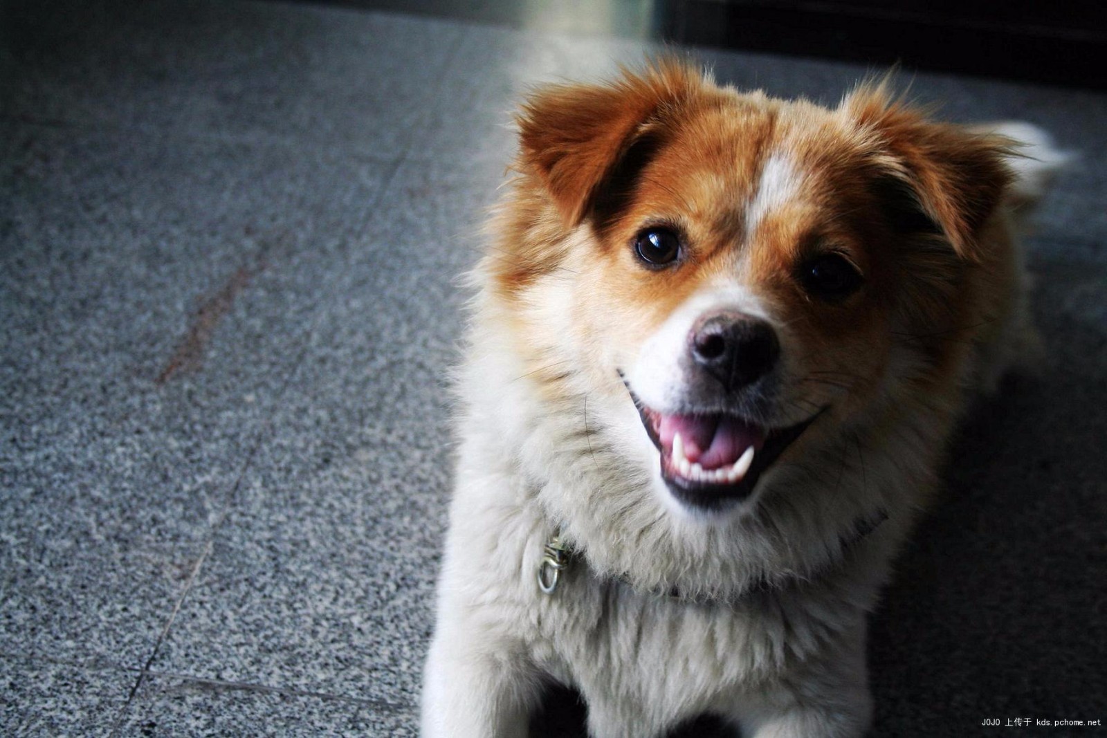 养中华田园犬的8个理由，看完我也想养一只！|宝宝|狗狗|土狗_新浪新闻