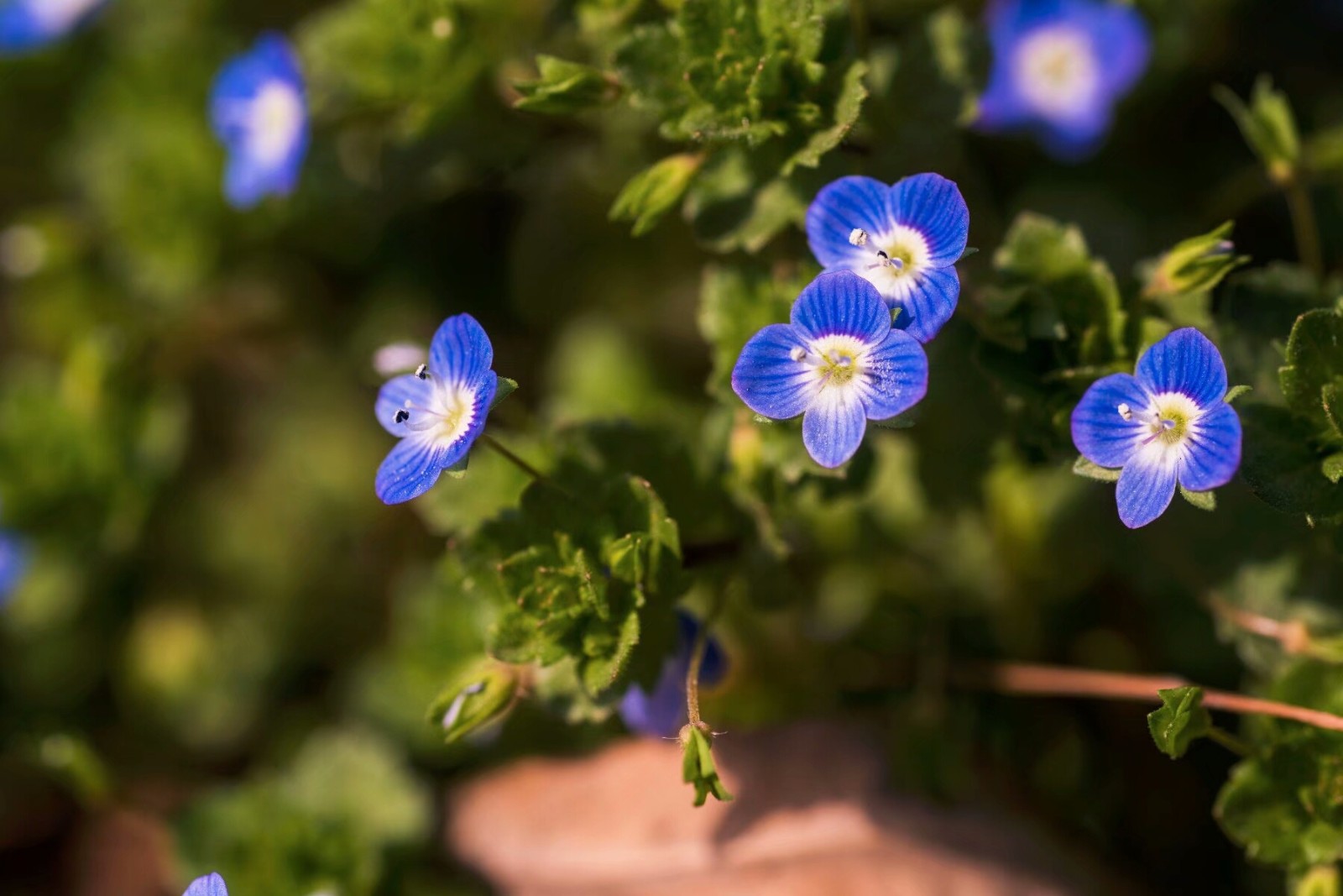 植物百科三十三婆婆纳