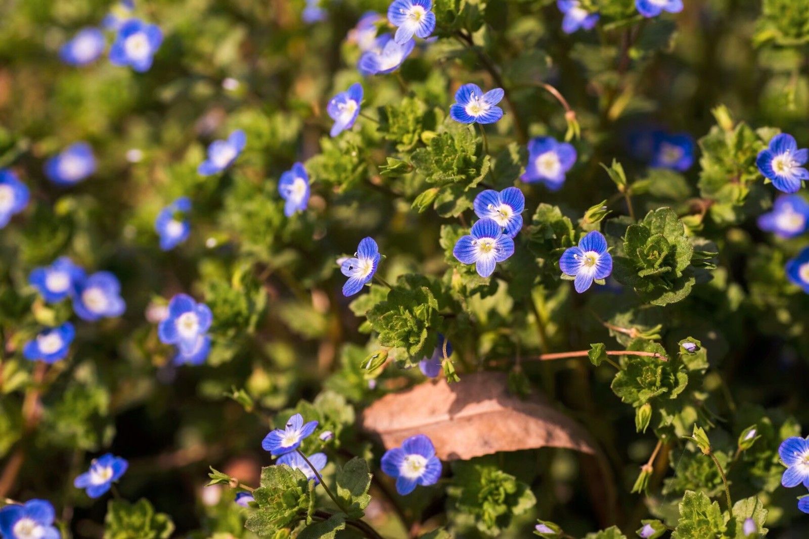 植物百科三十三婆婆纳