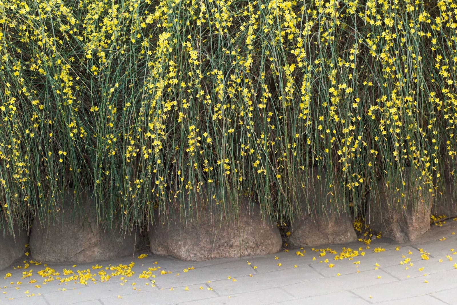植物百科(三十五)迎春花