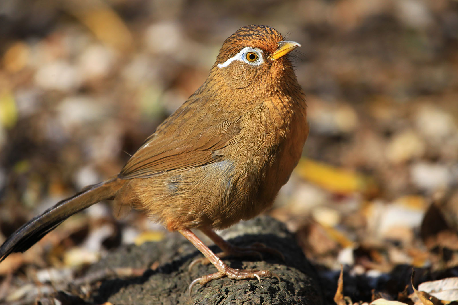 哪里的画眉鸟最好北方的很少主要是南方画眉鸟好看