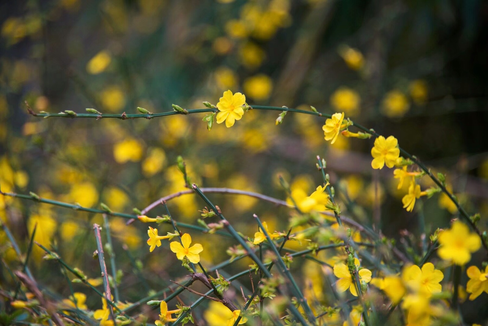 植物百科(三十五)迎春花