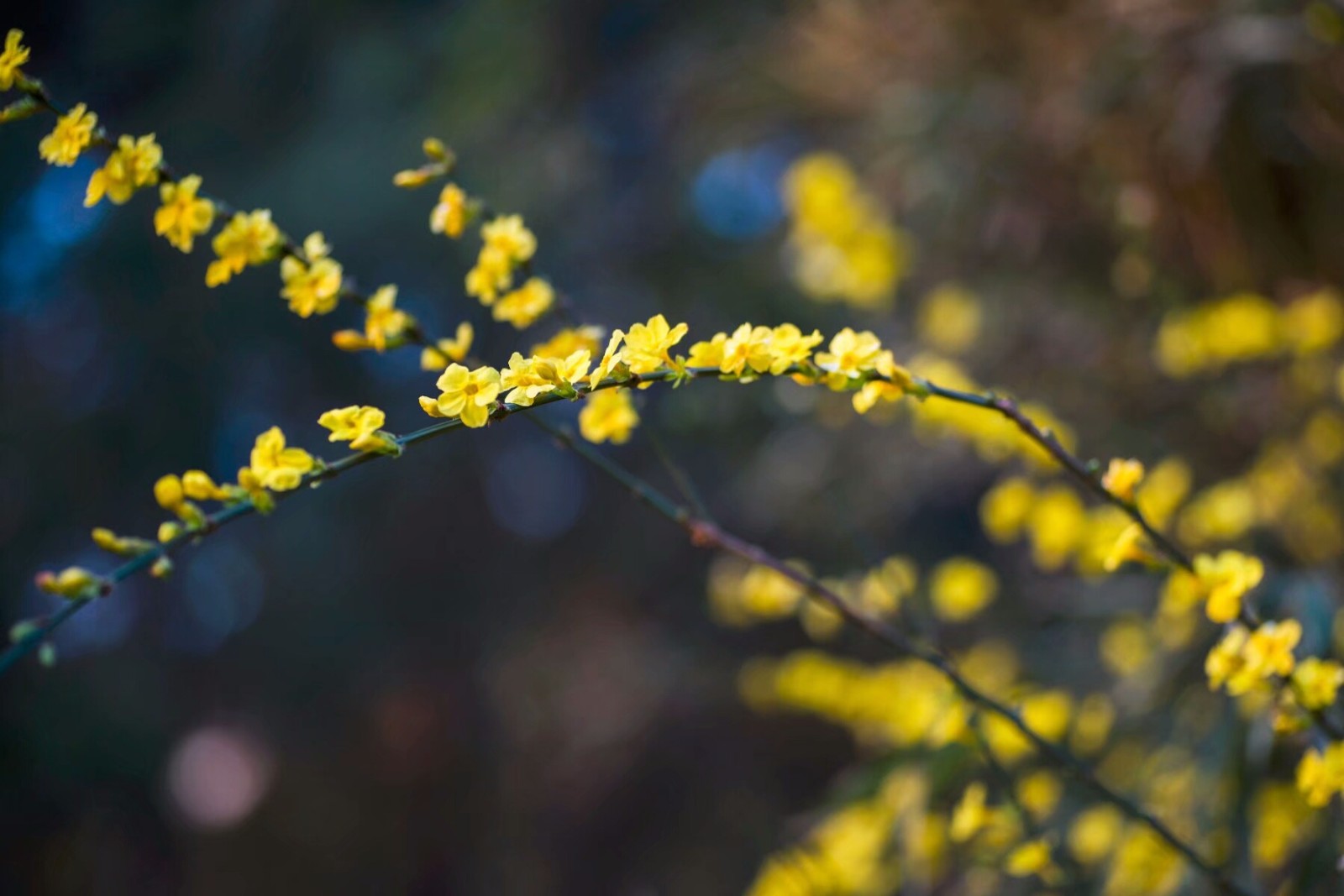 植物百科(三十五)迎春花|云南|迎春花|卵形_新浪新闻