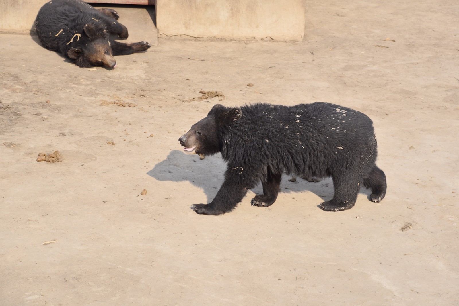 韩国将黑熊列为濒危野生动物 为防取胆全部绝育