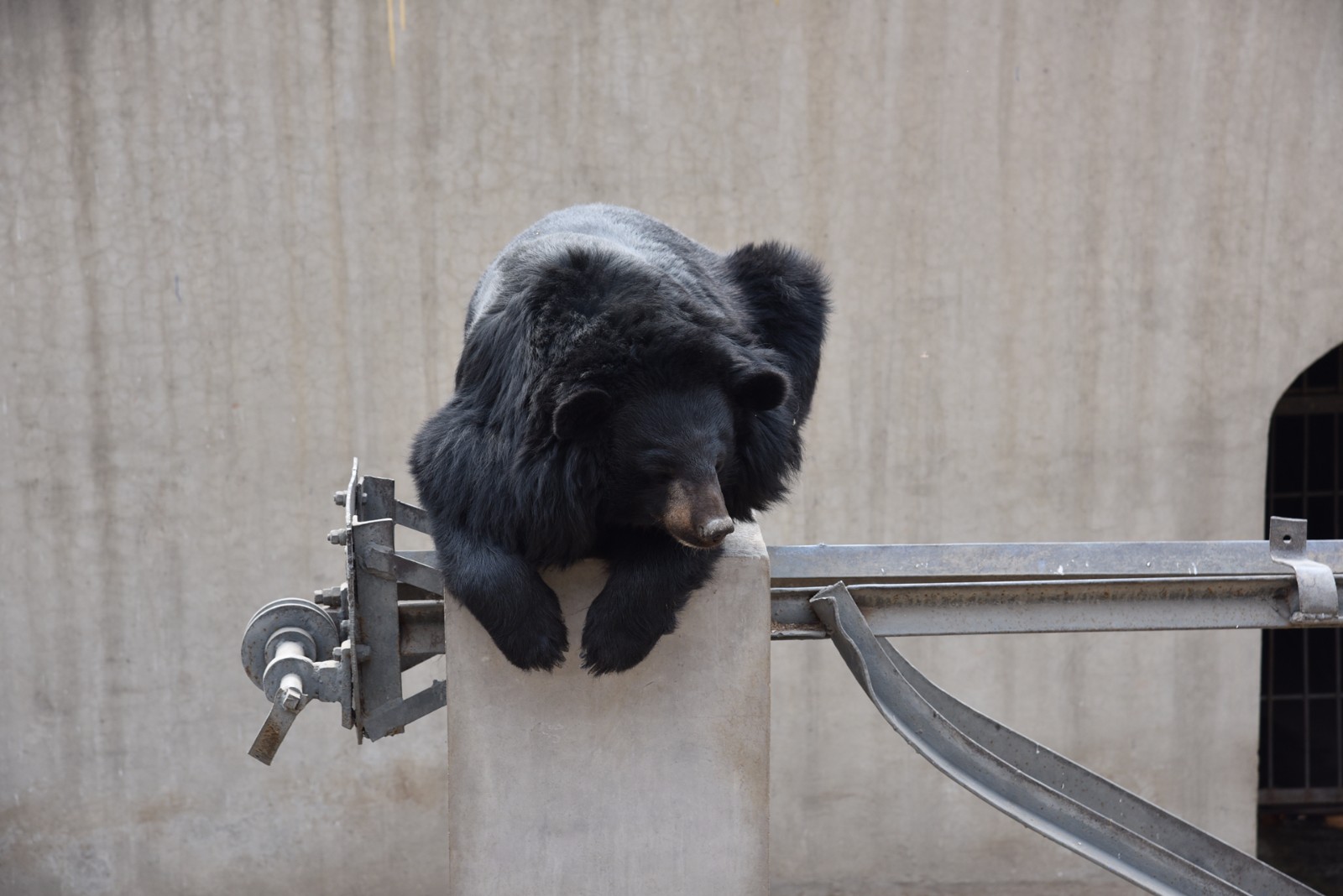 韩国将黑熊列为濒危野生动物 为防取胆全部绝育