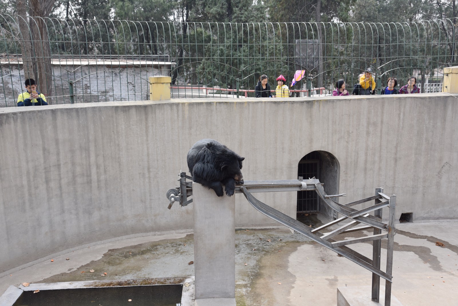 韩国将黑熊列为濒危野生动物 为防取胆全部绝育