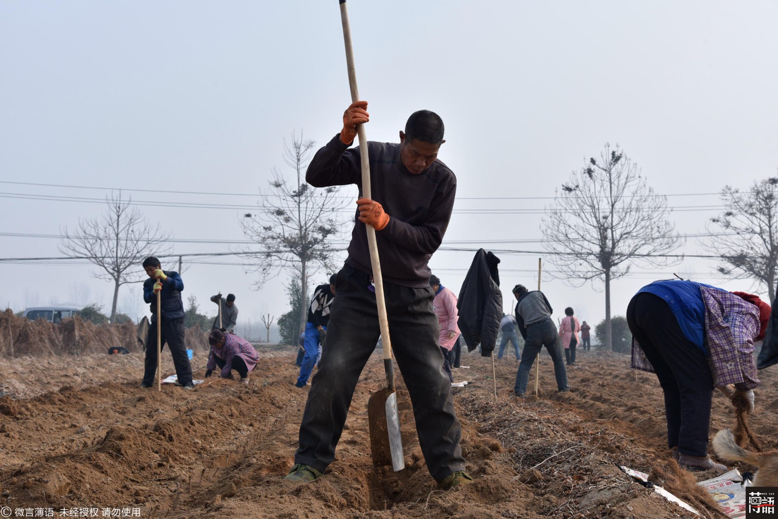 村支书带领村民土里"刨黄金" 年入百万