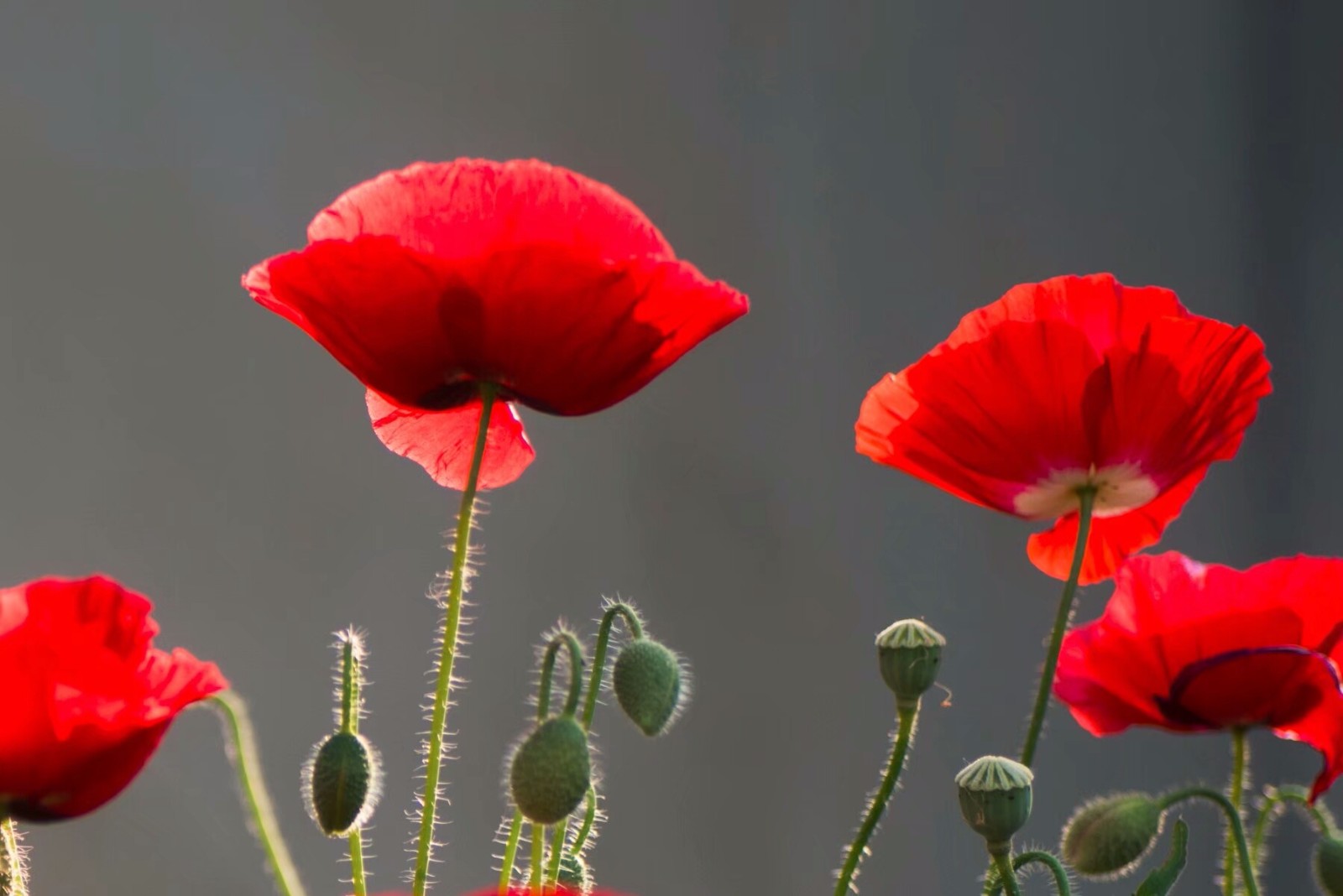 植物百科(十七)东方罂粟|平安|花语|东方罂粟_新浪新闻