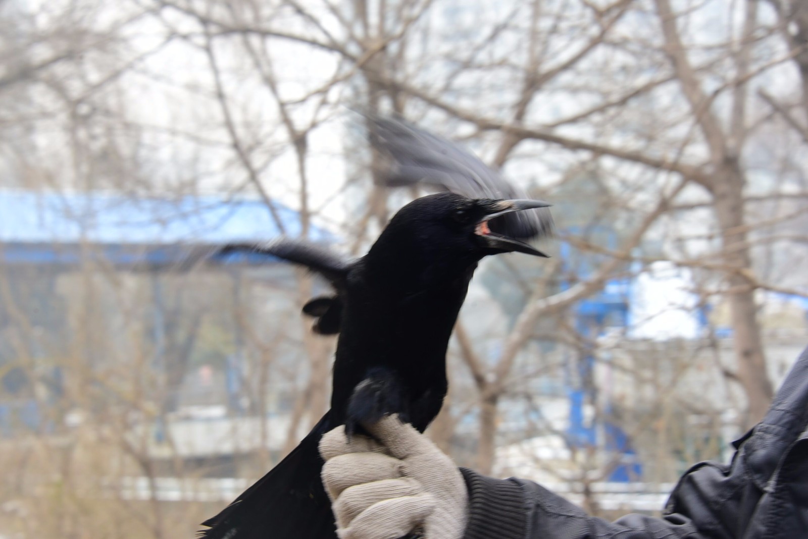 数千只大嘴乌鸦盘旋闹市上空 却有人动起了歪主意!