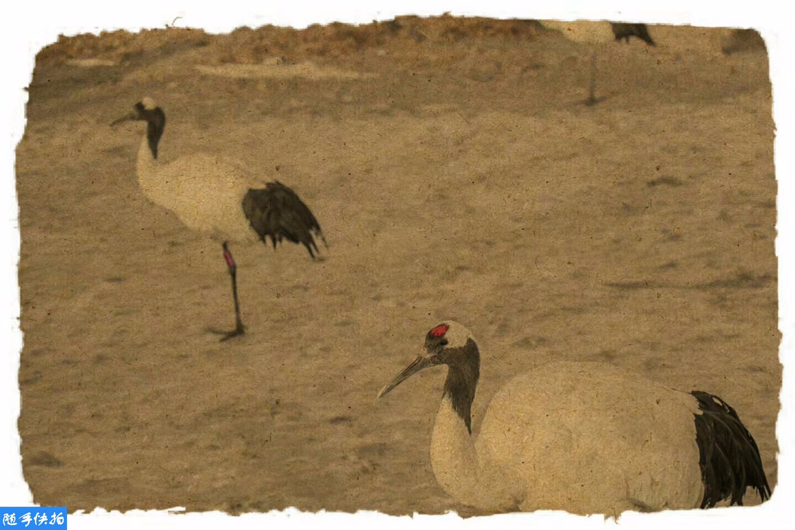 复古仙鹤图惊艳世人 你绝对瞧不出这是摄影作品