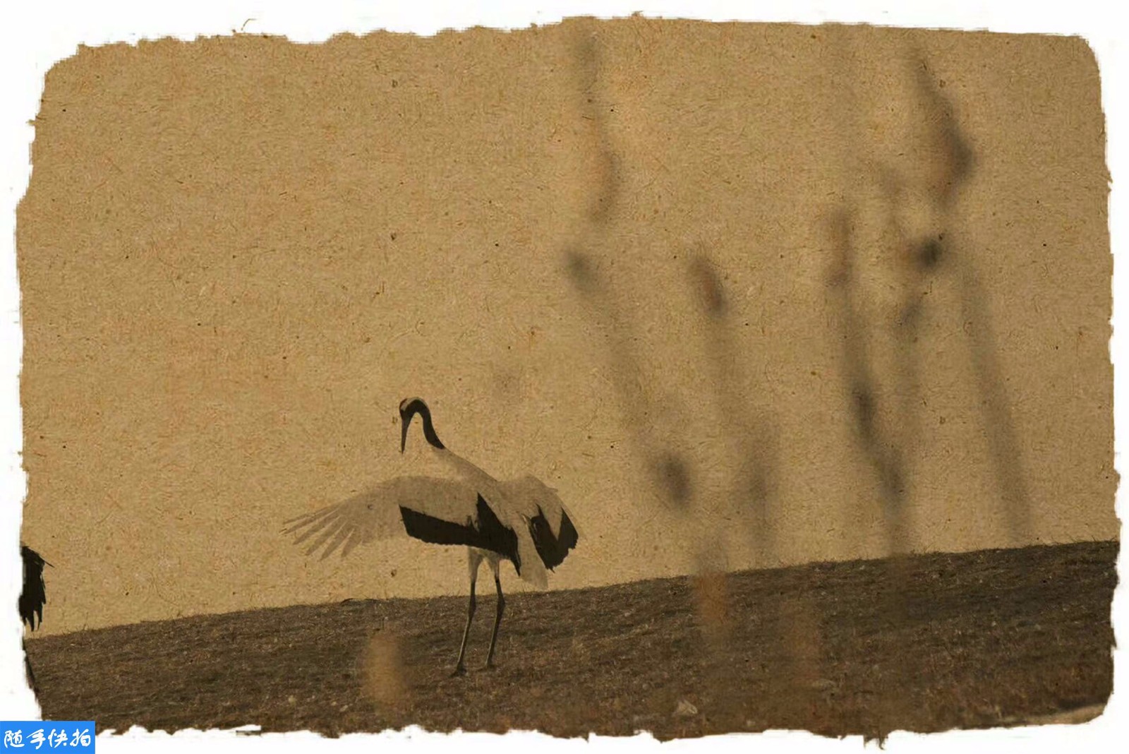 复古仙鹤图惊艳世人 你绝对瞧不出这是摄影作品